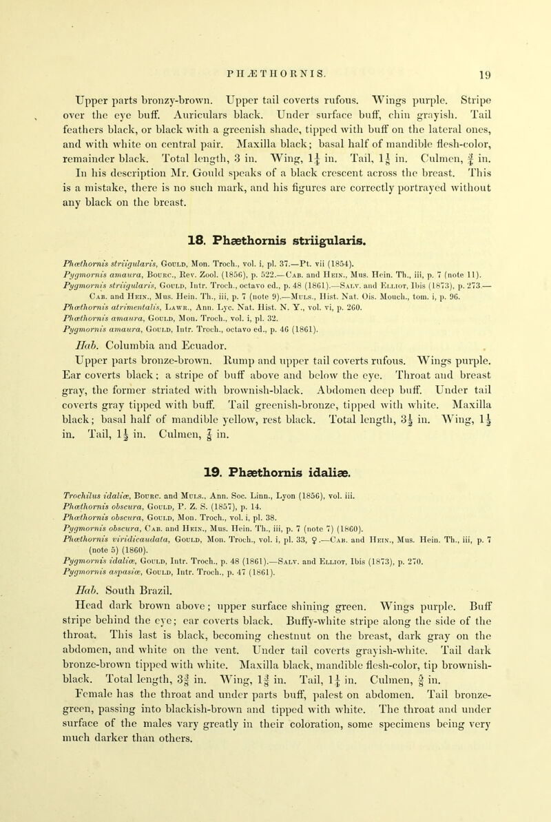 Upper parts bronzy-brown. Upper tail coverts rufous. Wings purple. Stripe over the eye buff. Auriculars black. Under surface buff, chin grayish. Tail feathers black, or black with a greenish shade, tipped with buff on the lateral ones, and with white on central pair. Maxilla black; basal half of mandible flesh-color, remainder black. Total length, 3 in. Wing, 1^ in. Tail, 1^ in. Culmen, f in. In his description Mr. Gould speaks of a black crescent across the breast. This is a mistake, there is no such mark, and his figures are correctly portrayed without any black on the breast. 18. Phaethornis striigularis. Phcethornis striigularis, Gould, Mon. Trocli., vol. i, pi. 37.—Pt. vii (1854). Pygmornis amaura, Bourc., Rev. Zool. (1856), p. 522.— Cab. and Hein., Mus. Hein. Th., iii, p. 7 (note 11). Pygmornis striigularis, Gould, Intr. Trocli., octavo ed., p. 48 (1861).—Salv. and Elliot, Ibis (1873), p. 273.— Cab. and Hein., Mus. Hein. Th., iii, p. 7 (note 9).—Muls., Hist. Nat. Ois. Moucli., tom. i, p. 96. Phcethornis atrimentalis, Lawr., Ann. Lyc. Nat. Hist. N. Y., vol. vi, p. 260. Phcethornis amaura, Gould, Mon. Trocli., vol. i, pi. 32. Pygmornis amaura, Gould, Intr. Trocli., octavo ed., p. 46 (1861). Hab. Columbia and Ecuador. Upper parts bronze-brown, llump and upper tail coverts rufous. Wings purple. Ear coverts black; a stripe of buff above and below the eye. Throat and breast gray, the former striated with brownish-black. Abdomen deep buff. Under tail coverts gray tipped with buff. Tail greenish-bronze, tipped with white. Maxilla black; basal half of mandible yellow, rest black. Total length, 3| in. Wing, 1^ in. Tail, 1^ in. Culmen, | in. 19. Phaethornis idaliae. Trochilus idalice, Bourc. and Mui.s., Ann. Soc. Linn., Lyon (1856), vol. iii. Phcethornis obscura, Gould, P. Z. S. (1857), p. 14. Phaethornis obscura, Gould, Mon. Troch., vol. i, pi. 38. Pygmornis obscura, Cab. and Hein., Mus. Hein. Th., iii, p. 7 (note 7) (1860). Phcethornis viridicaudata, Gould, Mon. Troch., vol. i, pi. 33, 9.—Cab. and Hein., Mus. Hein. Th., iii, p. 7 (note 5) (1860). Pygmornis idalice, Gould, Intr. Troch., p. 48 (1861).—Salv. and Elliot, Ibis (1873), p. 270. Pygmornis aspasice, Gould, Intr. Trocli., p. 47 (1861). Hab. South Brazil. Head dark brown above; upper surface shining green. Wings purple. Buff stripe behind the eye; ear coverts black. Buffy-white stripe along the side of the throat. This last is black, becoming chestnut on the breast, dark gray on the abdomen, and white on the vent. Under tail coverts grayish-white. Tail dark bronze-brown tipped with white. Maxilla black, mandible flesh-color, tip brownish- black. Total length, 3§ in. Wing, 1^ in. Tail, 1^ in. Culmen, | in. Female has the throat and under parts buff, palest on abdomen. Tail bronze- green, passing into blackish-brown and tipped with white. The throat and under surface of the males vary greatly in their coloration, some specimens being very much darker than others.