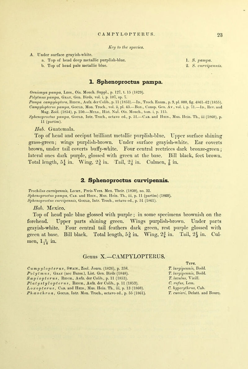 Key to the species. A. Under surface grayish-white. a. Top of head deep metallic purplish-blue. b. Top of head pale metallic blue. 1. S. pampa. 2. S. curvipennis. 1. Sphenoproctus pampa. Ornismya pampa, Less., Ois. Mouch. Suppl., p. 127, t. 15 (1829). Polytmus pampa, Gray, Gen. Birds, vol. i, p. 107, sp. 7. Pampa campyloptera, Reich., Aufz. der Colib., p. 11 (1853).—Id., Troch. Enum., p. 9, pi. 800, fig. 4861-62 (1855). Campylopterus pampa, Goui.d, Mon. Troch., vol. ii, pi. 43.—Bon., Consp. Gen. Av , vol. i, p. 71.—Id., Rev. and Mag. Zool. (1854), p. 250.—-Muls., Hist. Nat. Ois. Mouch., tom. i, p. 115. Sphenoproctus pampa, Goui.d, Intr. Troch., octavo ed., p. 51.—Cab. and Hein., Mus. Ilein. Th., iii (1860), p. 11 (partim). Hab. Guatemala. Top of head and occiput brilliant metallic purplish-blue. Upper surface shining grass-green; wings purplish-brown. Under surface grayish-white. Ear coverts brown, under tail coverts buffy-white. Four central rectrices dark bronze-green; lateral ones dark purple, glossed with green at the base. Bill black, feet brown. Total length, 5$ in. Wing, 2§ in. Tail, 2g in. Culrnen, | in. 2. Sphenoproctus curvipennis. Trochilus curvipennis, Light., Preis-Verz. Mex. Their. (1830), no. 32. Sphenoproctus pampa, Cab. and Hein., Mus. Hein. Th., iii, p. 11 (partim) (1860). Sphenoproctus curvipennis, Gould, Intr. Troch., octavo ed., p. 51 (1861). Hah. Mexico. Top of head pale blue glossed with purple; in some specimens brownish on the forehead. Upper parts shining green. Wings purplish-brown. Under parts grayish-white. Four central tail feathers dark green, rest purple glossed with green at base. Bill black. Total length, 5| in. Wing, 2f in. Tail, 2| in. Cul- men, lT3g in. Genus X.—CAMPYLOPTEEUS. Camp ylopterus, Swain., Zool. Journ. (1826), p. 358. Polytmus, Gray (nec Briss.), List. Gen. Birds (1848). Seep iopterus, Reich., Aufz. der Colib., p. 11 (1853). PI at yst ylopterus, Reich., Aufz. der Colib., p. 11 (1853). Loxopterus, Cab. and Hein., Mus. Hein. Th., iii, p. 13 (1860). Phceochroa, Gould, Intr. Mon. Troch., octavo ed.. p. 55 (1861) Type. T. largipennis, Bodd. T. largipennis, Bodd. T. lazulus, Vieill. C. rufus, Less. C. hyperythrus, Cab. T. cuvieri, Delatt. and Bourc.