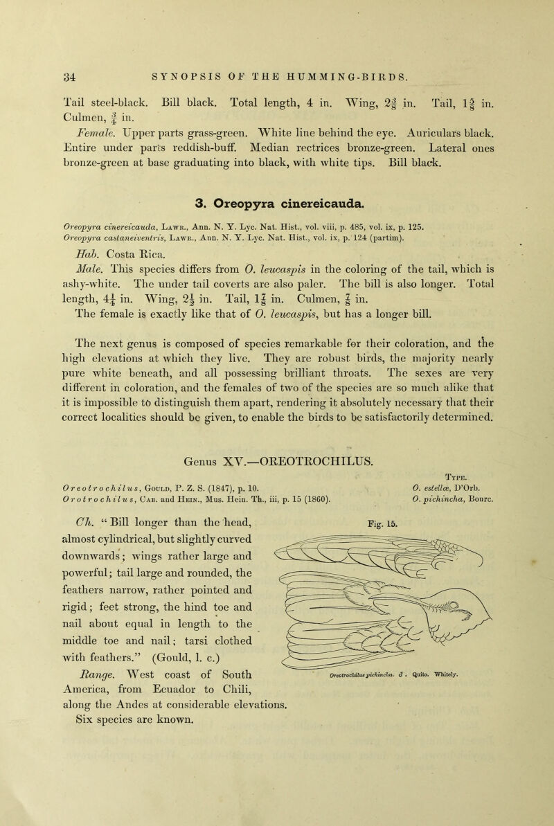 Tail steel-black. Bill black. Total length, 4 in. Wing, 2f in. Tail, 1| in. Culmen, ^ in. Female. Upper parts grass-green. White line behind the eye. Auriculars black. Entire under parts reddish-buff. Median rectrices bronze-green. Lateral ones bronze-green at base graduating into black, with white tips. Bill black. 3. Oreopyra cinereicauda. Oreopyra cinereicauda, Lawr., Ann. N. Y. Lyc. Nat. Hist., vol. viii, p. 485, vol. ix, p. 125. Oreopyra castaneiventris, Lawr., Ann. N. Y. Lyc. Nat. Hist., vol. ix, p. 124 (partim). Hab. Costa Rica. Male. This species differs from 0. leucaspis in the coloring of the tail, which is ashy-white. The under tail coverts are also paler. The bill is also longer. Total length, 4^ in. Wing, 2| in. Tail, 1| in. Culmen, | in. The female is exactly like that of 0. leucasjn-s, but has a longer bill. The next genus is composed of species remarkable for their coloration, and the high elevations at which they live. They are robust birds, the majority nearly pure white beneath, and all possessing brilliant throats. The sexes are very different in coloration, and the females of two of the species are so much alike that it is impossible to distinguish them apart, rendering it absolutely necessary that their correct localities should be given, to enable the birds to be satisfactorily determined. Genus XY.—OREOTROCHILUS. Oreotrocliilus, Gould, P. Z. S. (1847), p. 10. Orotrochilus, Cab. and Hein., Mus. Hein. Th., iii, p. 15 (1860). almost cylindrical, but slightly curved downwards; wings rather large and powerful; tail large and rounded, the feathers narrow, rather pointed and rigid; feet strong, the hind toe and nail about equal in length to the middle toe and nail; tarsi clothed with feathers.” (Gould, 1. c.) Range. West coast of South America, from Ecuador to Chili, along the Andes at considerable elevations Six species are known. Type. 0. estellce, D’Orb. 0. pichincha, Bourc.