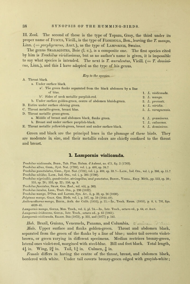 111. Zool. The second of these is the type of Topaza, Gray, the third under its proper name of Fuscus, Yieill., is the type of Florisuga, Bon., leaving the T. mango, Linn. (=porphyrurus, Auct.), as the type of Lampornis, Swains. The genus Smaragdites, Boie (1. c.), is a composite one. The first species cited by him is Trochilus viridissimus, but as no author’s name is given, it is impossible to say what species is intended. The next is T. aurulentus, Vieill. (= T. dominv- cus, Linn.), and this I have adopted as the type of his genus. Key to the species. A. Throat black. a. Under surface black. a'. The green flanks separated from the black abdomen by a line of blue. b'. Sides of neck metallic purplish-red. b. Under surface golden-green, centre of abdomen bluish-green. B. Entire under surface shining green. C. Throat metallic-green, breast blue. D. Throat metallic grass-green. a. Middle of breast and abdomen black, flanks green. b. Breast and under surface purplish-black. E. Throat metallic yellowish-green, breast and under surface black. 1. L. violicauda. 2. L. mango. 3. L. prevosti. 4. L. viridis. 5. L. verayuensis. 6. L. gramineus. 7. L. calosoma. 8. L. dominions. Green and black are the principal hues in the plumage of these birds. They are moderate in. size, and their metallic colors are chiefly confined to the throat and breast. 1. Lampornis violicauda. Trochilus violicauda, Bodd., Tab. Plan. Enlum. d’Aubent, no. 671, fig. 2 (1783). Trochilus albus, Gmel., Syst. Nat. (1788), vol. i, p. 488, sp. 34.? Trochilus punctidatus, Gmel., Syst. Nat. (1788), vol. i, p. 488, sp. 33. ?—Lath., Ind. Orn., vol. i, p. 306, sp. 15.? Trochilus nitidus, Lath., Ind. Orn., vol. i, p. 305 (1790). Trochilus nigricollis, quadricolor, atricapillus, and pundatus, Bonnt., Yieill., Ency. Meth., pp. 553, sp. 20 ; 555, sp. 28; 553, sp. 22; 550, sp. 9. Trochilus fasciatus, Shaw, Gen. Zool., vol. viii, p. 303. Trochilus lazulus, Less., Trait. Orn., p. 290 (1832). Trochilus mango, D’Orb. and Lafres, Syn. Av., ii, p. 32, sp. 26 (1838). Polytmus mango, Gray, Gen. Birds, vol. i, p. 107, sp. 10 (1844-49). Anthracothorax mango, Reich., Aufz. der Colib. (1853), p. 11.—Id., Troch. Enum. (1855), p. 8, t. 791, figs. 4839-41. Lampornis mango, Gould, Mon. Troch., vol. ii, pi. 74.—Id., Intr. Troch., octavo ed., p. 64, et Auct. Lampornis iridescens, Gould., Intr. Troch., octavo ed., p. 65 (1861). Lampornis violicauda, Elliot, Ibis (1872), p. 351, and (1877) p. 141. Hob. Brazil, Guiana, Venezuela, Panama, and Columbia. © Male. Upper surface and flanks golden-green. Throat and abdomen black, separated from the green of the flanks by a line of blue; under tail coverts violet- brown, or green yarying in different specimens. Median rectrices bronzy-green, lateral ones violet-red, margined with steel-blue. Bill and feet black. Total length, 4| in. Wing, 2§ in. Tail, If in. Culmen, | in. Female differs in having the centre of the throat, breast, and abdomen black, bordered with white. Under tail coverts bronzy-green edged with grayish-white;