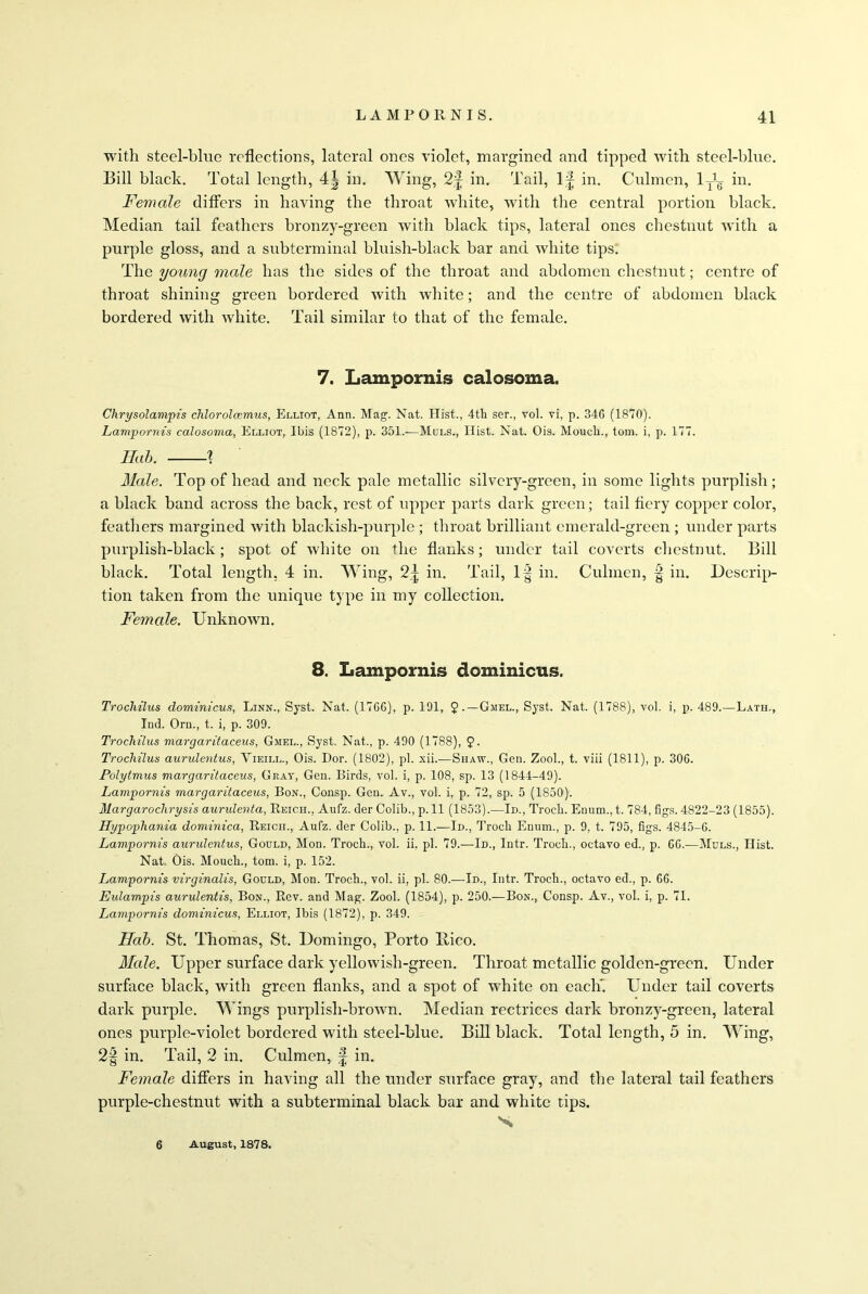 with steel-blue reflections, lateral ones violet, margined and tipped with steel-blue. Bill black. Total length, 4| in. Wing, 2§ in. Tail, 1^ in. Culmen, lyR in. Female differs in having the throat white, with the central portion black. Median tail feathers bronzy-green with black tips, lateral ones chestnut with a purple gloss, and a subterminal bluish-black bar and white tips. The young male has the sides of the throat and abdomen chestnut; centre of throat shining green bordered Avith white; and the centre of abdomen black bordered Avith Avliite. Tail similar to that of the female. 7. Lampornis calosoma. Chrysolampis chlorolcemus, Elliot, Ann. Mag. Nat. Hist., 4th ser., vol. vi, p. 346 (1870). Lampornis calosoma, Elliot, Ibis (1872), p. 351.—Muls., Hist. Nat. Ois. Mouch., tom. i, p. 177. Hob. 1 Male. Top of head and neck pale metallic silvery-green, in some lights purplish; a black band across the back, rest of upper parts dark green; tail fiery copper color, feathers margined Avith blackish-purple ; throat brilliant emerald-green ; under parts purplish-black; spot of Avliite on the flanks; under tail coverts chestnut. Bill black. Total length, 4 in. Wing, <1\ in. Tail, If in. Culmen, f in. Descrip- tion taken from the unique type in my collection. Female. UnknoAvn. 8. Lampornis dominions. Trochilus dominicus, Linn., Syst. Nat. (1766), p. 191, £.— Gjiel., Syst. Nat. (1788), vol. i, p. 489.—Lath., Ind. Orn., t. i, p. 309. Trochilus margaritaceus, Gmel., Syst. Nat., p. 490 (1788), 9- Trochilus aurulentus, Vieill., Ois. Dor. (1802), pi. xii.-—Shaw., Gen. Zool., t. viii (1811), p. 306. Polytmus margaritaceus, Gray, Gen. Birds, vol. i, p. 108, sp. 13 (1844-49). Lampornis margaritaceus, Bon., Consp. Gen. Av., vol. i, p. 72, sp. 5 (1850). Margarochrysis aurulenta, Reich., Aufz. der Colib., p. 11 (1853).—Id., Troch. Enum.. t. 784, figs. 4822-23 (1855). Hypopliania dominica, Reich., Aufz. der Colib., p. 11.—Id., Troch Enum., p. 9, t. 795, figs. 4845-6. Lampornis aurulentus, Gould, Mon. Troch., vol. ii, pi. 79.—Id., Intr. Troch., octavo ed., p. 66.—Muls., Hist. Nat. Ois. Mouch., tom. i, p. 152. Lampornis virginalis, Gould, Mon. Troch., vol. ii, pi. 80.—Id., Intr. Troch., octavo ed., p. 66. Eulampis aurulentis, Bon., Rev. and Mag. Zool. (1854), p. 250.—Bon., Consp. Av., vol. i, p. 71. Lampornis dominicus, Elliot, Ibis (1872), p. 349. Hab. St. Thomas, St. Domingo, Porto llico. Male. Upper surface dark yellowish-green. Throat metallic golden-green. Under surface black, with green flanks, and a spot of Avhite on each! Under tail coverts dark purple. Wings purplish-brorvn. Median rectrices dark bronzy-green, lateral ones purple-violet bordered with steel-blue. Bill black. Total length, 5 in. Wing, 2§ in. Tail, 2 in. Culmen, | in. Female differs in having all the under surface gray, and the lateral tail feathers purple-chestnut with a subterminal black bar and white tips. 'N 6 August, 1878.