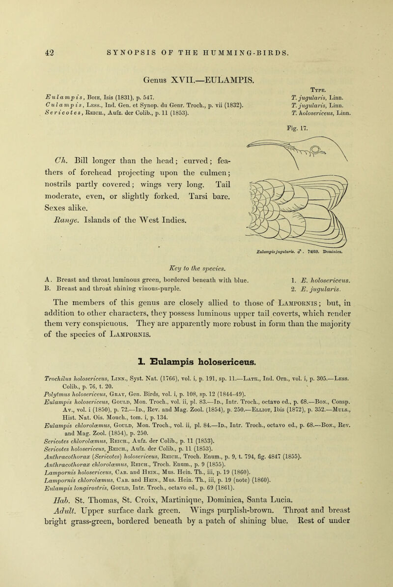 Genus XVII.— EULAMPIS. Eulampis, Boie, Isis (1831), p. 547. Culampis, Less., Ind. Gen. et Synop. du Genr. Troch., p. vii (1832). Sericotes, Reich., Aufz. der Colib., p. 11 (1853). Type. T. jugularis, Linn. T. jugularis, Linn. T. liolosericeus, Linn. Ch. Bill longer than the head; curved; fea- thers of forehead projecting upon the culmen; nostrils partly covered; wings very long. Tail moderate, even, or slightly forked. Tarsi bare. Sexes alike. Range. Islands of the West Indies. Fig. 17. Eulampis jugularis. . 74010. Dominica. Key to the species. A. Breast and throat luminous green, bordered beneath with blue. 1. E. holosericeus. B. Breast and throat shining vinous-purple. - 2. E. jugularis. The members of this genus are closely allied to those of Lampornis; hut, in addition to other characters, they possess luminous upper tail coverts, which render them very conspicuous. They are apparently more robust in form than the majority of the species of Lampornis. 1. Sul am pis holosericeus. Trocliilus holosericeus, Linn., Syst. Nat. (176G), vol. i, p. 191, sp. 11.—Lath., Ind. Orn., vol. i, p. 305.—Less. Colib., p. 76, t. 20. Polytmus holosericeus, Gray, Gen. Birds, vol. i, p. 108, sp. 12 (1844-49). Eulampis holosericeus, Gould, Mon. Troch., vol. ii, pi. 83.—Id., Intr. Troch., octavo ed., p. 68.—Bon., Consp. Av., vol. i (1850), p. 72.—Id., Rev. and Mag. Zool. (1854), p. 250.—Elliot, Ibis (1872), p. 352.—Muls., Hist. Nat. Ois. Mouch., tom. i, p. 134. Eulampis chlorolcemus, Gould, Mon. Troch., vol. ii, pi. 84.—Id., Intr. Troch., octavo ed., p. 68.—Bon., Rev. and Mag. Zool. (1854), p. 250. Sericotes chlorolcemus, Reich., Aufz. der Colib., p. 11 (1853). Sericotes holosericeus, Reich., Aufz. der Colib., p. 11 (1853). Antliracothorax (Sericotes) holosericeus, Reich., Troch. Enum., p. 9, t. 794, fig. 4847 (1855). Anthracothorax chlorolcemus, Reich., Troch. Enum., p. 9 (1855). Lampornis holosericeus, Cab. and Hein., Mus. Hein. Th., iii, p. 19 (1860). Lampornis chlorolcemus, Cab. and Hein., Mus. Hein. Th., iii, p. 19 (note) (1860). Eulampis longirostris, Gould, Intr. Troch., octavo ed., p. 69 (1861). Hab. St. Thomas, St. Croix, Martinique, Dominica, Santa Lucia. Adult. Upper surface dark green. Wings purplish-brown. Thrpat and breast bright grass-green, bordered beneath by a patch of shining blue. Best of under