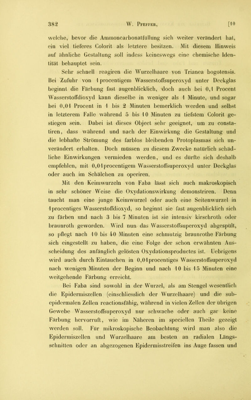 welche, bevor die Ammoncarbonatfüllung sich weiter verändert hat, ein viel tieferes Golorit als letztere besitzen. Mit diesem Hinweis auf ähnliche Gestaltung soll indess keineswegs eine chemische Iden- tität behauptet sein. Sehr schnell reagiren die Wurzelhaare von Trianea bogotensis. Bei Zufuhr von 1 procentigem Wasserstoffsuperoxyd unter Deckglas beginnt die Färbung fast augenblicklich, doch auch bei 0,1 Procent Wasserstoffdioxyd kann dieselbe in weniger als 1 Minute, und sogar bei 0,01 Procent in 1 bis 2 Minuten bemerklich werden und selbst in letzterem Falle während 5 bis 1 0 Minuten zu tiefstem Golorit ge- stiegen sein. Dabei ist dieses Object sehr geeignet, um zu consta- tiren, dass während und nach der Einwirkung die Gestaltung und die lebhafte Strömung des farblos bleibenden Protoplasmas sich un- verändert erhalten. Doch müssen zu diesem Zwrecke natürlich schäd- liche Einwirkungen vermieden werden, und es dürfte sich deshalb empfehlen, mit 0,01 procentigem Wasserstoffsuperoxyd unter Deckglas oder auch im Schälchen zu operiren. Mit den Keimwurzeln von Faba lässt sich auch makroskopisch in sehr schöner Weise die Oxydationswirkung demonstriren. Denn taucht man eine junge Keimwurzel oder auch eine Seitenwurzel in Iprocentiges Wasserstoffdioxyd, so beginnt sie fast augenblicklich sieh zu färben und nach 3 bis 7 Minuten ist sie intensiv kirschroth oder braunroth geworden. Wird nun das Wasserstoffsuperoxyd abgespült, so pflegt nach 10 bis 40 Minuten eine schmutzig braunrothe Färbung sich eingestellt zu haben, die eine Folge der schon erwähnten Aus- scheidung des anfänglich gelösten Oxydationsproductes ist. Uebrigens wird auch durch Eintauchen in 0,01 procentiges Wasserstoffsuperoxyd nach wenigen Minuten der Beginn und nach 10 bis 15 Minuten eine weitgehende Färbung erreicht. Bei Faba sind sowohl in der Wurzel, als am Stengel wesentlich die Epidermiszellen (einschliesslich der Wurzelhaare) und die sub- epidermalen Zellen reactionsfähig, während in vielen Zellen der übrigen Gewebe Wasserstoffsuperoxyd nur schwache oder auch gar keine Färbung hervorruft, wie im Näheren im speciellen Theile gezeigt werden soll. Für mikroskopische Beobachtung wird man also die Epidermiszellen und Wurzelhaare am besten an radialen Längs- schnitten oder an abgezogenen Epidermisstreifen ins Auge fassen und