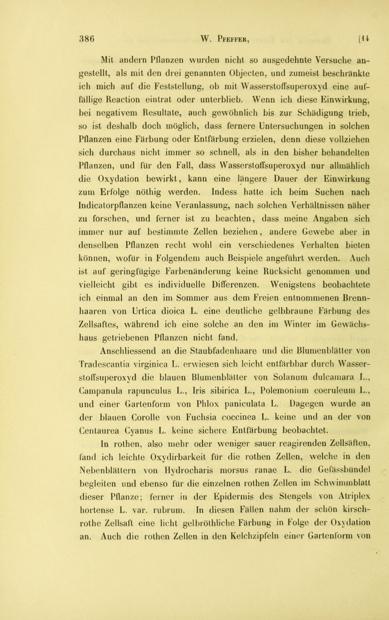 Mit andern Pflanzen wurden nicht so ausgedehnte Versuche an- gestellt, als mit den drei genannten Objecten, und zumeist beschränkte ich mich auf die Feststellung, ob mit Wasserstoffsuperoxyd eine auf- fällige Reaction eintrat oder unterblieb. Wenn ich diese Einwirkung, bei negativem Resultate, auch gewöhnlich bis zur Schädigung trieb, so ist deshalb doch möglich, dass fernere Untersuchungen in solchen Pflanzen eine Färbung oder Entfärbung erzielen, denn diese vollziehen sich durchaus nicht immer so schnell, als in den bisher behandelten Pflanzen, und für den Fall, dass Wasserstoffsuperoxyd nur allmählich die Oxydation bewirkt, kann eine längere Dauer der Einwirkung zum Erfolge nöthig werden. Indess hatte ich beim Suchen nach Indicatorpflanzen keine Veranlassung, nach solchen Verhältnissen näher zu forschen, und ferner ist zu beachten, dass meine Angaben sich immer nur auf bestimmte Zellen beziehen, andere Gewebe aber in denselben Pflanzen recht wohl ein verschiedenes Verhalten bieten können, wofür in Folgendem auch Beispiele angeführt werden. Auch ist auf geringfügige Farbenänderung keine Rücksicht genommen und vielleicht gibt es individuelle Differenzen. Wenigstens beobachtete ich einmal an den im Sommer aus dem Freien entnommenen Brenn- haaren von Urtica dioica L. eine deutliche gelbbraune Färbung des Zellsaftes, während ich eine solche an den im Winter im Gewächs- haus getriebenen Pflanzen nicht fand. Anschliessend an die Staubfadenhaare und die Blumenblätter von Tradescantia virginica L. erwiesen sich leicht entfärbbar durch Wasser- stoffsuperoxyd die blauen Blumenblätter von Solanum dulcamara L., Campanula rapunculus L., Iris sibirica L., Polemonium coeruleum L., und einer Gartenform von Phlox paniculata L. Dagegen wurde an der blauen Corolle von Fuchsia coccinea L. keine und an der von Centaurea Cyanus L. keine sichere Entfärbung beobachtet. In rothen, also mehr oder weniger sauer reagirenden Zellsäften, fand ich leichte Oxydirbarkeit für die rothen Zellen, welche in den Nebenblättern von Hydrocharis morsus ranae L. die Gefässbündel begleiten und ebenso für die einzelnen rothen Zellen im Schwimmblatt dieser Pflanze; ferner in der Epidermis des Stengels von Atriplex hortense L. var. rubrum. In diesen Fällen nahm der schön kirsch- rothe Zellsaft eine licht gelbröthliche Färbung in Folge der Oxydation an. Auch die rothen Zellen in den Kelchzipfeln einer Gartenform von