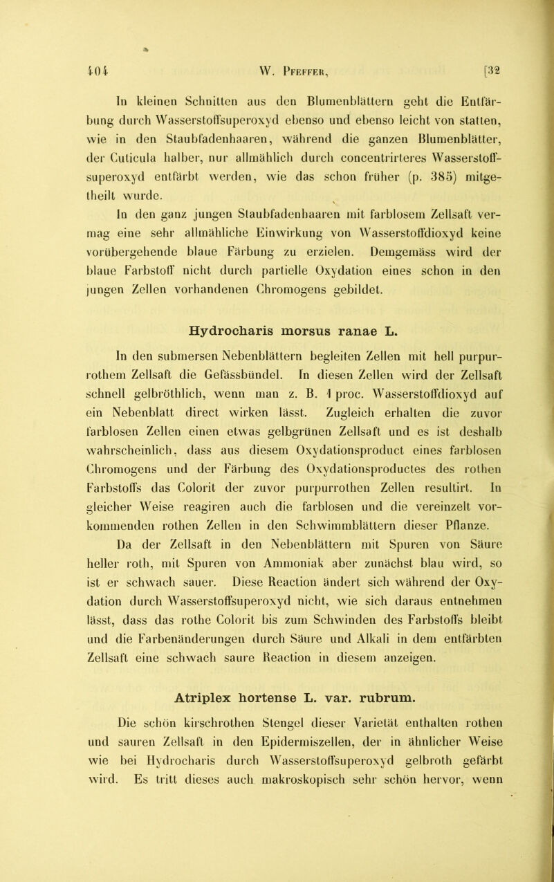 In kleinen Schnitten aus den Blumenblättern geht die Entfär- bung durch Wasserstoffsuperoxyd ebenso und ebenso leicht von statten, wie in den Staubfadenhaaren, während die ganzen Blumenblätter, der Cuticula halber, nur allmählich durch concentrirteres Wasserstoff- superoxyd entfärbt werden, wie das schon früher (p. 385) mitge- theilt wurde. \ In den ganz jungen Staubfadenhaaren mit farblosem Zellsaft ver- mag eine sehr allmähliche Einwirkung von Wasserstoffdioxyd keine vorübergehende blaue Färbung zu erzielen. Demgemäss wird der blaue Farbstoff nicht durch partielle Oxydation eines schon in den jungen Zellen vorhandenen Chromogens gebildet. Hydrocharis morsus ranae L. In den submersen Nebenblättern begleiten Zellen mit hell purpur- rothem Zellsaft die Gefässbündel. In diesen Zellen wird der Zellsaft schnell gelbröthlich, wenn man z. B. \ proc. Wasserstoffdioxyd auf ein Nebenblatt direct wirken lässt. Zugleich erhalten die zuvor farblosen Zellen einen etwas gelbgrünen Zellsaft und es ist deshalb wahrscheinlich, dass aus diesem Oxydationsproduct eines farblosen Chromogens und der Färbung des Oxydationsproductes des rotben Farbstoffs das Colorit der zuvor purpurrothen Zellen resultirt. In gleicher Weise reagiren auch die farblosen und die vereinzelt vor- kommenden rothen Zellen in den Schwimmblättern dieser Pflanze. Da der Zellsaft in den Nebenblättern mit Spuren von Säure heller roth, mit Spuren von Ammoniak aber zunächst blau wird, so ist er schwach sauer. Diese Beaction ändert sich während der Oxy- dation durch Wasserstoffsuperoxyd nicht, wie sich daraus entnehmen lässt, dass das rothe Colorit bis zum Schwinden des Farbstoffs bleibt und die Farbenänderungen durch Säure und Alkali in dem entfärbten Zellsaft eine schwach saure Beaction in diesem anzeigen. Atriplex hortense L. var. rubrum. Die schön kirsehrothen Stengel dieser Varietät enthalten rothen und sauren Zellsaft in den Epidermiszellen, der in ähnlicher Weise wie bei Hydrocharis durch Wasserstoffsuperoxyd gelbroth gefärbt wird. Es tritt dieses auch makroskopisch sehr schön hervor, wenn