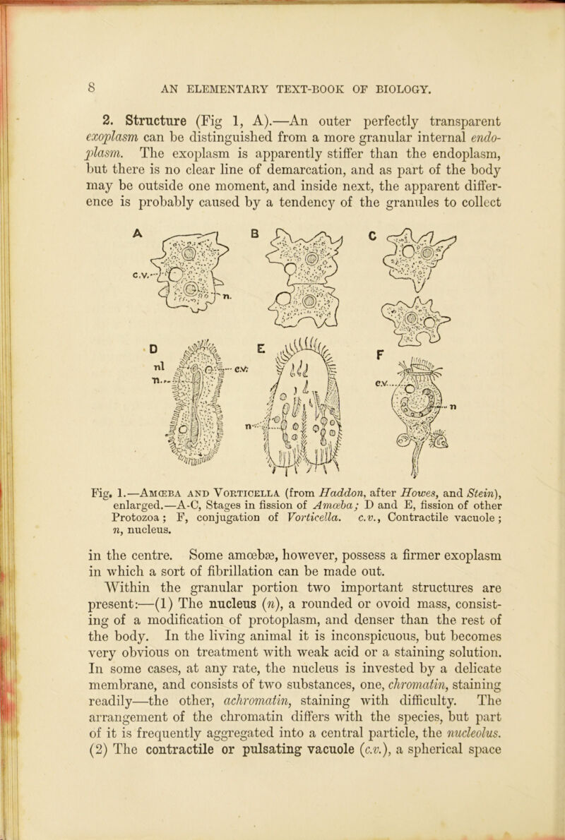 2. Structure (Fig 1, A).—An outer perfectly transparent exo]plasm can be distinguished from a more granular internal endo- plasm. The exoplasm is apparently stiffer than the endoplasm, but there is no clear line of demarcation, and as part of the body may be outside one moment, and inside next, the apparent differ- ence is probably caused by a tendency of the granules to collect Fig. 1.—Amceba and Vorticella (from Haddon, after Howes, and Stein), enlarged.—A-0, Stages in fission of Amoeba; D and E, fission of other Protozoa; F, conjugation of Vorticella. c.v.. Contractile vacuole; n, nucleus. in the centre. Some amoebae, however, possess a firmer exoplasm in which a sort of fibrillation can be made out. Within the granular portion two important structures are present:—(1) The nucleus {n), a rounded or ovoid mass, consist- ing of a modification of protoplasm, and denser than the rest of the body. In the living animal it is inconspicuous, but becomes very obvious on treatment with weak acid or a staining solution. In some cases, at any rate, the nucleus is invested by a delicate membrane, and consists of two substances, one, chromatin, staining readily—the other, achromatin, staining with difficulty. The arrangement of the chromatin differs with the species, but part of it is frequently aggregated into a central particle, the nucleolus. (2) The contractile or pulsating vacuole {c.v.), a spherical space