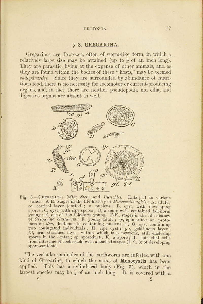 § 3. GREGARINA. Gregarines are Protozoa, often of worm-like form, in which a relatively large size may be attained (up to | of an inch long). They are parasitic, living at the expense of other animals, and as they are found within the bodies of these “ hosts,” may be termed endopamsites. Since they are surrounded by abundance of nutri- tious food, there is no necessity for locomotor or current-producing organs, and, in fact, there are neither pseudopodia nor cilia, and digestive organs are absent as well. Fig. 3.—Gregarines (after Stein and Butschli). Enlarged to various scales.—A-E, Stages in the life-history of Monocystis agilis ; A, adult; CO, cortical layer (dotted) ; nucleus; B, cyst, with developing spores ; C, cyst, with ripe spores ; D, a spore with contained falciform young; E, one of the falciform young; F-K, stages in the life-history of Gregarina blattarum; F, young adult ; ep, epimerite ; pr, proto- merite ; deu, deutomerite containing nucleus, n ; G, cyst containino- two conjugated individuals; _H, ripe cyst; gd, gelatinous layer; f.l, firm stratified layer, within which is a network, still enclosing spores in the centre ; sp, sporoduct; K, a spore ; L, epithelial cells from intestine of cockroach, with attached stages (1, 2, 3) of developino- spore-contents. The vesiculse seminales of the earthworm are infested with one kind of Gregarine, to which the name of Monocystis has been applied. This has a cylindrical body (Fig. 3), which in the largest species may be \ of an inch long. It is covered with a 2 2