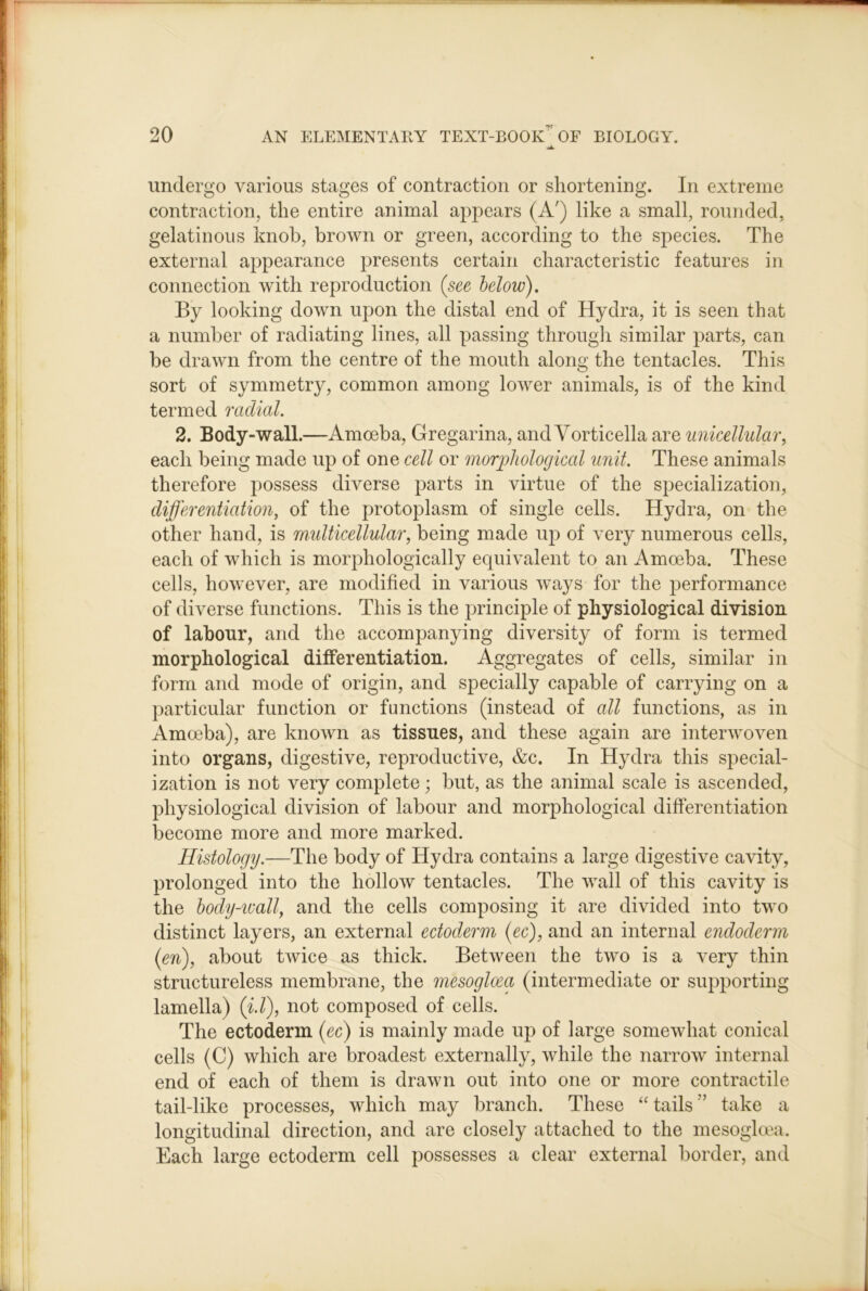 undergo various stages of contraction or shortening. In extreme contraction, the entire animal appears (A') like a small, rounded, gelatinous knob, brown or green, according to the species. The external appearance presents certain characteristic features in connection with reproduction {see below). By looking down upon the distal end of Hydra, it is seen that a number of radiating lines, all passing througli similar parts, can be drawn from the centre of the mouth along the tentacles. This sort of symmetry, common among lower animals, is of the kind termed radial. 2. Body-wall.—Amoeba, Gregarina, and Vorticella are unicellular, each being made up of one cell or morphologiccd unit. These animals therefore possess diverse parts in virtue of the specialization, differentiation, of the protoplasm of single cells. Hydra, on the other hand, is multicellular, being made up of very numerous cells, each of which is morphologically equivalent to an Amoeba. These cells, however, are modified in various ways for the performance of diverse functions. This is the principle of physiological division of labour, and the accompanying diversity of form is termed morphological differentiation. Aggregates of cells, similar in form and mode of origin, and specially capable of carrying on a particular function or functions (instead of all functions, as in Amoeba), are known as tissues, and these again are interwoven into organs, digestive, reproductive, &c. In Hydra this special- ization is not very complete; but, as the animal scale is ascended, physiological division of labour and morphological differentiation l)ecome more and more marked. Histology.—The body of Hydra contains a large digestive cavity, prolonged into the hollow tentacles. The wall of this cavity is the hody-ivall, and the cells composing it are divided into two distinct layers, an external ectoderm (ec), and an internal endoderm (en), about twice as thick. Between the two is a very thin structureless membrane, the mesoglcea (intermediate or supporting lamella) (id), not composed of cells. The ectoderm (ec) is mainly made up of large somewhat conical cells (C) which are broadest externally, while the narrow internal end of each of them is drawn out into one or more contractile tail-like processes, which may branch. These “tails” take a longitudinal direction, and are closely attached to the mesoglcea. Each large ectoderm cell possesses a clear external border, and