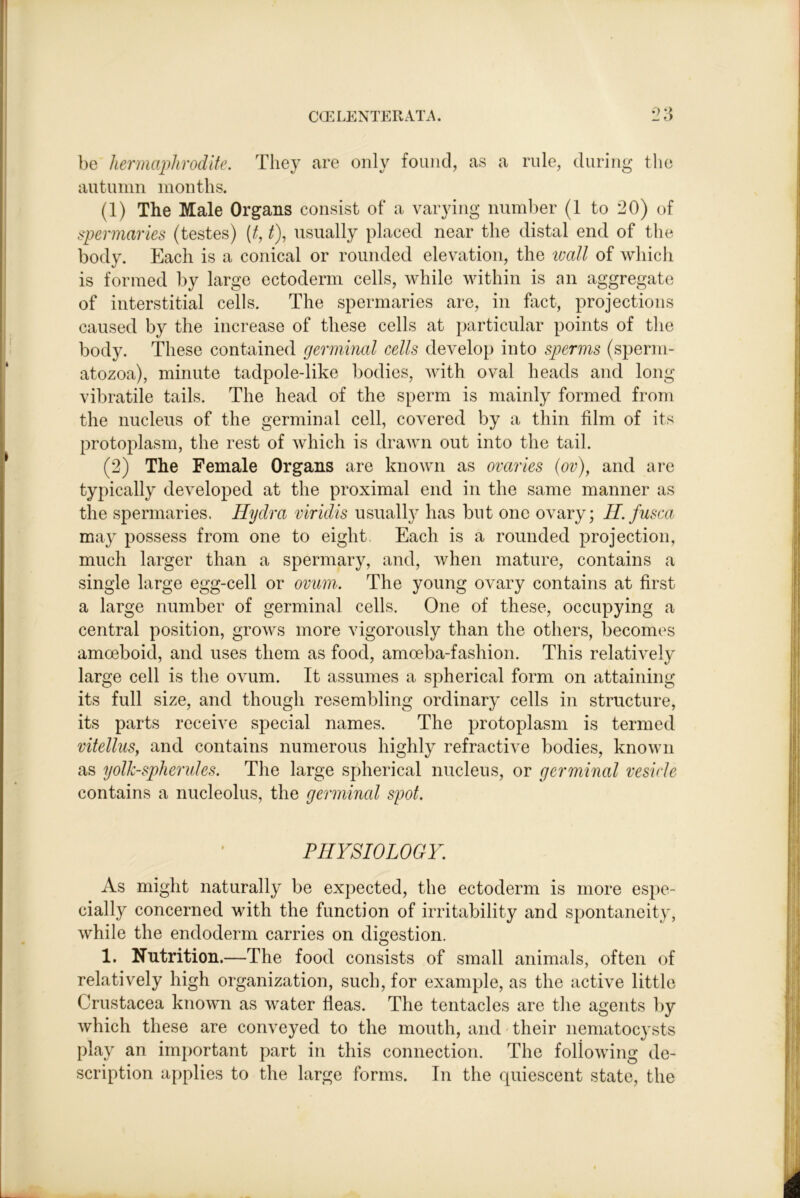 be hermaphrodite. They are only found, as a rule, during tlie autumn months. (1) The Male Organs consist of a varying number (1 to 20) of spermaries (testes) {f, t), usually placed near the distal end of the body. Each is a conical or rounded elevation, the tvall of which is formed by large ectoderm cells, while within is an aggregate of interstitial cells. The spermaries are, in fact, projections caused by the increase of these cells at particular points of tlie body. These contained germinal cells develop into sperms (sperm- atozoa), minute tadpole-like bodies, with oval heads and long vibratile tails. The head of the sperm is mainly formed from the nucleus of the germinal cell, covered by a thin film of its protoplasm, the rest of which is drawn out into the tail. (2) The Female Organs are known as ovaries {ov), and are typically developed at the proximal end in the same manner as the spermaries, Hydra viridis usually has but one ovary; H.fusca may possess from one to eight, Each is a rounded projection, much larger than a spermary, and, when mature, contains a single large egg-cell or ovum. The young ovary contains at first a large number of germinal cells. One of these, occupying a central position, grows more vigorously than the others, becomes amoeboid, and uses them as food, amoeba-fashion. This relatively large cell is the ovum. It assumes a spherical form on attaining its full size, and though resembling ordinary cells in structure, its parts receiA^e special names. The protoplasm is termed vitellus, and contains numerous highly refractiA e bodies, knoAvn as yolk-spherules. The large spherical nucleus, or germinal vesicle contains a nucleolus, the germincd spot. PHYSIOLOGY. As might naturally be expected, the ectoderm is more esi)e- cially concerned with the function of irritability and spontaneity, Avhile the endoderm carries on digestion. O 1. Nutrition.—The food consists of small animals, often of relatively high organization, such, for example, as the active little Crustacea known as Avater fleas. The tentacles are the agents by Avhich these are conveyed to the mouth, and their nematocysts play an important part in this connection. The folloAving de- scription applies to the large forms. In the quiescent state, the
