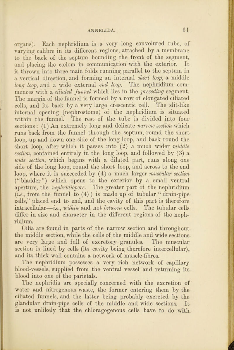organs). Each nephridium is a very long convoluted tube, of varying calibre in its different regions, attached by a membrane to the back of the septum bounding the front of the segment, and })lacing the coelom in communication with the exterior. It is thrown into three main folds running parallel to the septum in a vertical direction, and forming an internal short loop, a middle long loop, and a wide external end loop. The nephridium com- mences with a ciliated funnel which lies in the preceding segment. The margin of the funnel is formed by a row of elongated ciliated cells, and its back by a very large crescentic cell. The slit-like internal opening (nephrostome) of the nephridium is situated within the funnel. The rest of the tube is divided into four sections : (1) An extremely long and delicate narrow section which runs back from the funnel through the septum, round the short loop, up and down one side of the long loop, and back round the short loop, after which it passes into (2) a much wider middle section, contained entirely in the long loop, and followed by (3) a wide section, which begins with a dilated part, runs along one side of the long loop, round the short loop, and across to the end loop, where it is succeeded by (4) a much larger muscular section (“bladder”) which opens to the exterior by a small ventral aperture, the nephridiopore. The greater part of the nephridium (i.e., from the funnel to (4)) is made up of tubular “ drain-pipe cells,” placed end to end, and the cavity of this part is therefore intracellular—i.e., within and not between cells. The tubular cells differ in size and character in the different regions of the neph- ridium. Cilia are found in parts of the narrow section and throughout the middle section, while the cells of the middle and wide sections are very large and full of excretory granules. The muscular section is lined by cells (its cavity being therefore intercellular), and its thick wall contains a network of muscle-fibres. The nephridium possesses a very rich network of capillary blood-vessels, supplied from the ventral vessel and returning its blood into one of the parietals. The nephridia are specially concerned with the excretion of water and nitrogenous waste, the former entering them by the ciliated funnels, and the latter being probably excreted by the glandular drain-pipe cells of the middle and wide sections. It is not unlikely that the chloragogenous cells have to do with