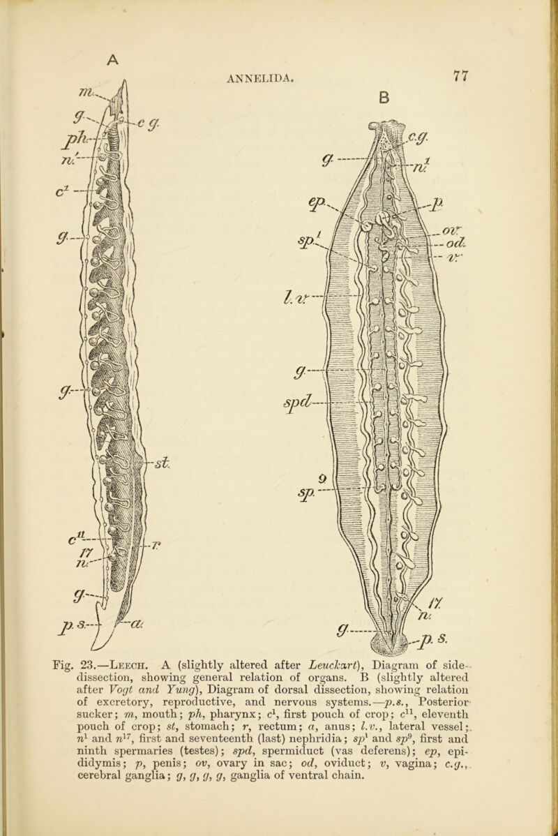 Fig. 23.—Leech. A (slightly altered after Leuch(xrt), Diagram of side- dissection, showing general relation of organs. B (slightly altered after Vogt and Yung), Diagram of dorsal dissection, showing relation of excretory, reproductive, and nervous systems.—p.s.. Posterior sucker; m, mouth; ph, pharynx; c^, first pouch of crop; eleventh pouch of crop; st, stomach; r, rectum; a, anus; l.v., lateral vessel; and first and seventeenth (last) nephridia; sp^ and sp^, first and ninth spermaries (testes); spd, spermiduct (vas deferens); ep, epi- didymis; p, penis; ov, ovary in sac; od, oviduct; v, vagina; c.g., cerebral ganglia; g, g, g, g, ganglia of ventral chain.