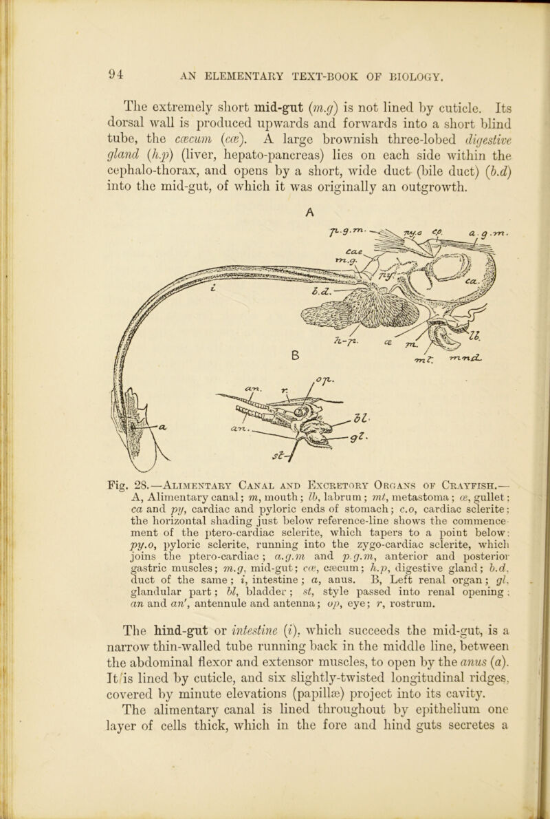 The extremely short mid-gut {m.g) is not lined by cuticle. Its dorsal wall is produced upwards and forwards into a short blind tube, the ccecuin {m). A large brownish three-lobed digestive gland {li.p) (liver, hepato-pancreas) lies on each side within the cephalo-thorax, and opens by a short, wide duct (bile duct) (h.d) into the mid-gut, of which it was originally an outgrowth. A Fig. 28.—Alimentary Canal and Excretory Organs of Crayfish.— A, Alimentary canal; m, mouth; Ih, labrum ; mt, metastoma; ce, gullet; ca and py, cardiac and pyloric ends of stomach; c.o, cardiac sclerite; the horizontal shading just below reference-line shows the commence ment of the ptero-cardiac sclerite, which tapers to a point below; py.o, pyloric sclerite, running into the zygo-cardiac sclerite, which joins the ptero-cardiac ; a.g.m and p.g.m, anterior and posterior gastric muscles; m.g, mid-gut; c<x, caecum; h.p, digestive gland; h.d, duct of the same ; i, intestine; a, anus. B, Left renal organ; gl, glandular part; hi, bladder ; st, style passed into renal opening, an and an', antennule and antenna; op, eye; r, rostrum. The hind-gut or intestine {i), which succeeds the mid-gut, is a narrow thin-walled tube running back in the middle line, between the abdominal flexor and extensor muscles, to open by the anus (a). It [is lined by cuticle, and six slightly-twisted longitudinal ridges, covered by minute elevations (papillae) project into its cavity. The alimentary canal is lined throughout by epithelium one layer of cells thick, which in the fore and hind guts secretes a