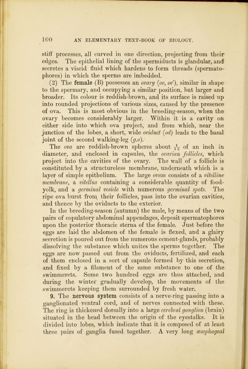 stiff processes, all curved in one direction, projecting from their edges. The epithelial lining of the spermiducts is glandular, and secretes a viscid fluid which hardens to form threads (spermato- phores) in which the sperms are imbedded. (2) The female (B) possesses an ovary (^ov, ov), similar in shape to the spermary, and occupying a similar position, but larger and broader. Its colour is reddish-brown, and its surface is raised up into rounded projections of various sizes, caused by the presence of ova. This is most obvious in the breeding-season, when the ovary becomes considerably larger. Within it is a cavity on either side into which ova project, and from which, near the junction of the lobes, a short, wide oviduct (od) leads to the basal joint of the second walking-leg {g.o). The ova are reddish-brown spheres about yV of an inch in diameter, and enclosed in capsules, the ovarian follicles, which project into the cavities of the ovary. The wall of a follicle is constituted by a structureless membrane, underneath which is a layer of simple epithelium. The large ovum consists of a vitelline membrane, a vitellus containing a considerable quantity of food- yolk, and a germinal vesicle with numerous germinal spots. The ripe ova burst froni their follicles, pass into the ovarian cavities, and thence by the oviducts to the exterior. In the breeding-season (autumn) the male, by means of the two pairs of copulatory abdominal appendages, deposit spermatophores upon the posterior thoracic sterna of the female. Just before the eggs are laid the abdomen of the female is flexed, and a glairy secretion is poured out from the numerous cement-glands, probably dissolving the substance which unites the sperms together. The eggs are now passed out from the oviducts, fertilized, and each of them enclosed in a sort of capsule formed by this secretion, and fixed by a filament of the same substance to one of the swimmerets. Some two hundred eggs are thus attached, and during the winter gradually develop, the movements of the swimmerets keeping them surrounded by fresh water. 9. The nervous system consists of a nerve-ring passing into a iranslionated ventral cord, and of nerves connected with these. The ring is thickened dorsally into a large cerebral ganglion (brain) situated in the head between the origin of the eyestalks. It is divided into lobes, which indicate that it is composed of at least three pairs of ganglia fused together. A very long oesophageal