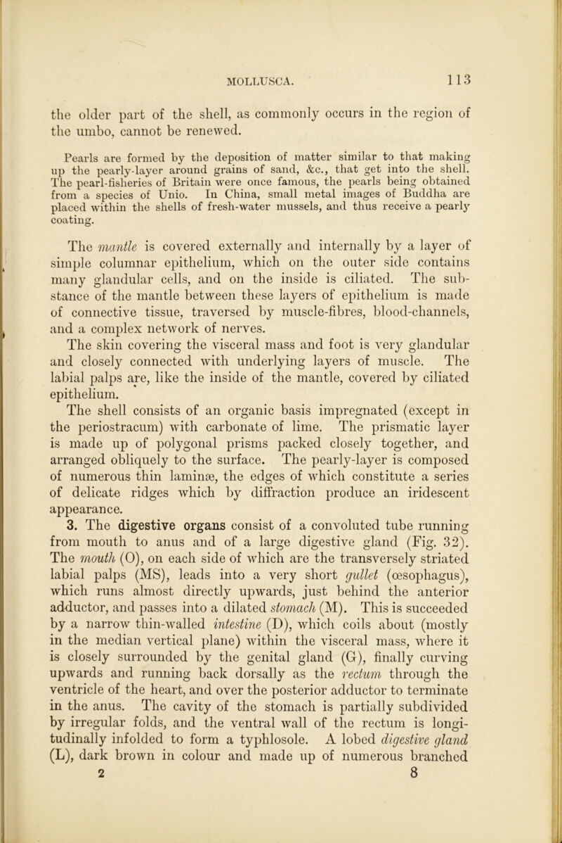 the older part of the shell, as commonly occurs in the region of the umbo, cannot be renewed. Pearls are formed by the deposition of matter similar to that making lip the pearly-layer around grains of sand, &c., that get into the shell. The pearl-fisheries of Britain were once famous, the pearls being obtained from a species of Unio. In China, small metal images of Buddha are placed within the shells of fresh-water mussels, and thus receive a pearl}' coating. The mantle is covered externally and internally by a layer of simple columnar epithelium, which on the outer side contains many glandular cells, and on the inside is ciliated. The suli- stance of the mantle between these layers of epithelium is made of connective tissue, traversed by muscle-fibres, blood-channels, and a complex network of nerves. The skin covering the visceral mass and foot is very glandular and closely connected with underlying layers of muscle. The labial palps are, like the inside of the mantle, covered by ciliated epithelium. The shell consists of an organic basis impregnated (except in the periostracum) with carbonate of lime. The prismatic layer is made up of polygonal prisms packed closely together, and arranged obliquely to the surface. The pearly-layer is composed of numerous thin laminae, the edges of which constitute a series of delicate ridges which by diffraction produce an iridescent appearance. 3. The digestive organs consist of a convoluted tube running from mouth to anus and of a large digestive gland (Fig. 32). The mouth (0), on each side of which are the transversely striated labial palps (MS), leads into a very short gullet (oesophagus), which runs almost directly upwards, just behind the anterior adductor, and passes into a dilated stomach (M). This is succeeded by a narrow thin-walled intestine (D), which coils about (mostly in the median vertical plane) within the visceral mass, where it is closely surrounded by the genital gland (G), finally curving upwards and running back dorsally as the rectum through the ventricle of the heart, and over the posterior adductor to terminate in the anus. The cavity of the stomach is partially subdivided by irregular folds, and the ventral wall of the rectum is longi- tudinally infolded to form a typhlosole. A lobed digestive gland (L), dark brown in colour and made up of numerous branched 2 8