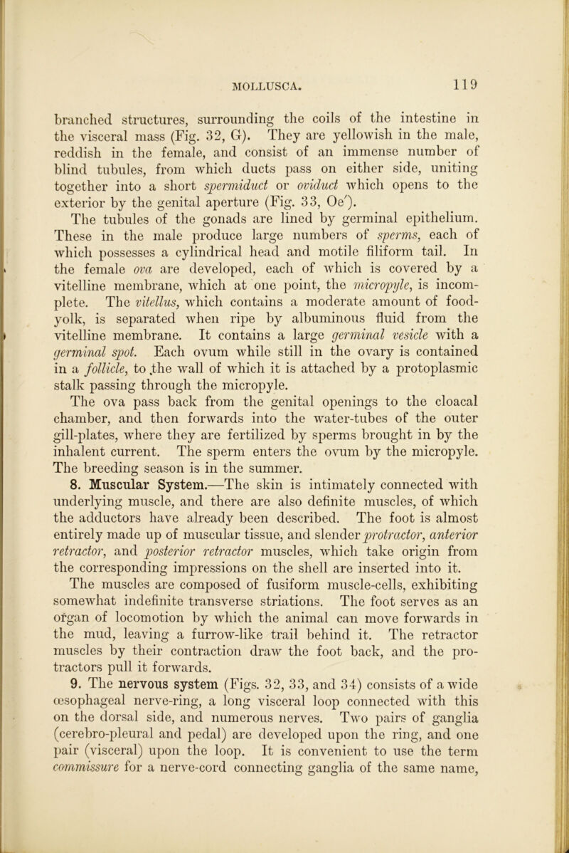 branched structures, surrounding the coils of the intestine in the visceral mass (Fig. 32, G). They are yellowish in the male, reddish in the female, and consist of an immense number of blind tubules, from which ducts pass on either side, uniting together into a short spermiduct or oviduct which opens to the exterior by the genital aperture (Fig. 33, Oe^). The tubules of the gonads are lined by germinal epithelium. These in the male produce large numbers of sperms, each of which possesses a cylindrical head and motile filiform tail. In the female ova are developed, each of which is covered by a vitelline membrane, which at one point, the micropyle, is incom- plete. The vitellus, which contains a moderate amount of food- yolk, is separated when ripe by albuminous fluid from the vitelline membrane. It contains a large germinal vesicle with a germinal spot Each ovum while still in the ovary is contained in a follicle, to .the wall of which it is attached by a protoplasmic stalk passing through the micropyle. The ova pass back from the genital openings to the cloacal chamber, and then forwards into the water-tubes of the outer gill-plates, where they are fertilized by sperms brought in by the inhalent current. The sperm enters the ovum by the micropyle. The breeding season is in the summer. 8. Miuscular System.—The skin is intimately connected with underlying muscle, and there are also definite muscles, of which the adductors have already been described. The foot is almost entirely made up of muscular tissue, and slender protractor, anterior retractor, and posterior retractor muscles, which take origin from the corresponding impressions on the shell are inserted into it. The muscles are composed of fusiform muscle-cells, exhibiting somewhat indefinite transverse striations. The foot serves as an organ of locomotion by which the animal can move forwards in the mud, leaving a furrow-like trail behind it. The retractor muscles by their contraction draw the foot back, and the pro- tractors pull it forwards. 9. The nervous system (Figs. 32, 33, and 34) consists of a wide oesophageal nerve-ring, a long visceral loop connected with this on the dorsal side, and numerous nerves. Two pairs of ganglia (cerebro-pleural and pedal) are developed upon the ring, and one pair (visceral) upon the loop. It is convenient to use the term commissure for a nerve-cord connecting sranelia of the same name.