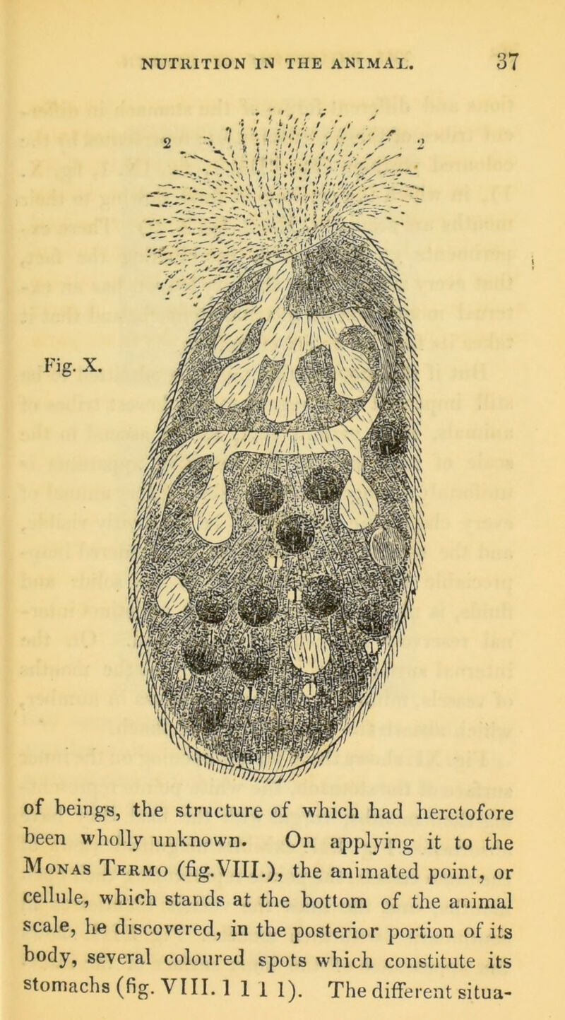 of beings, the structure of which had heretofore been wholly unknown. On applying it to the Monas Termo (fig.VIII.), the animated point, or cellule, which stands at the bottom of the animal scale, he discovered, in the posterior portion of its body, several coloured spots which constitute its stomachs (fig.VIII. Ill 1). The different situ a-