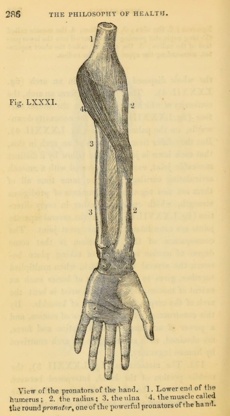 View of the pronators of the hand. 1. Lower end of the humerus; 2. the radius; 3. the ulna 4. the muscle called the round pronator % one of the powerful pronators of the ham »