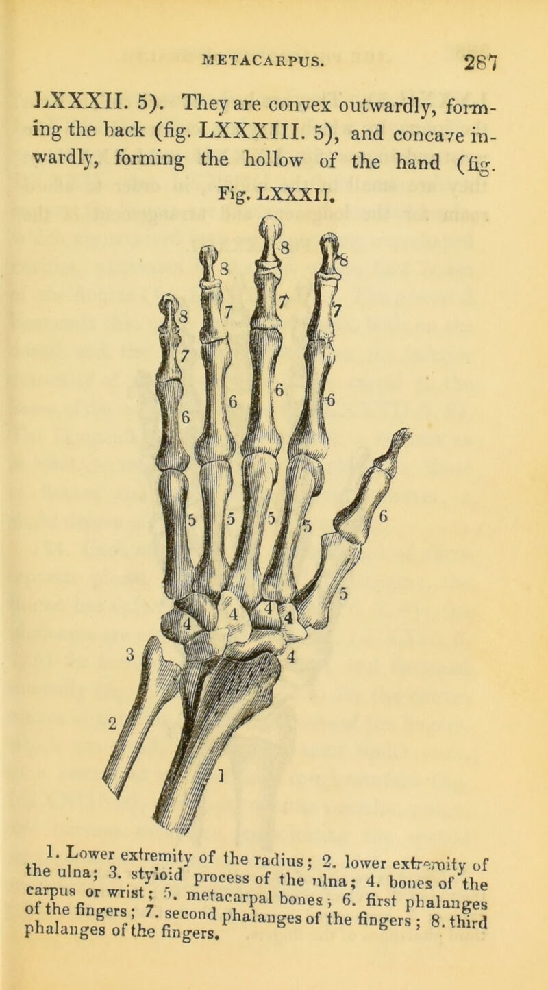 LXXXII. 5). They are convex outwardly, form- ing the back (fig. LXXXIII. 5), and concave in- wardly, forming the hollow of the hand (fig. Fig. LXXXII. 0f * »««•> 2- >»”« extremity „f carp,,, or wrist; 5. me”,'“pal bt'Js'“6! flrst'phaknges ihe 97“nrad.phsl“ses °f *«■