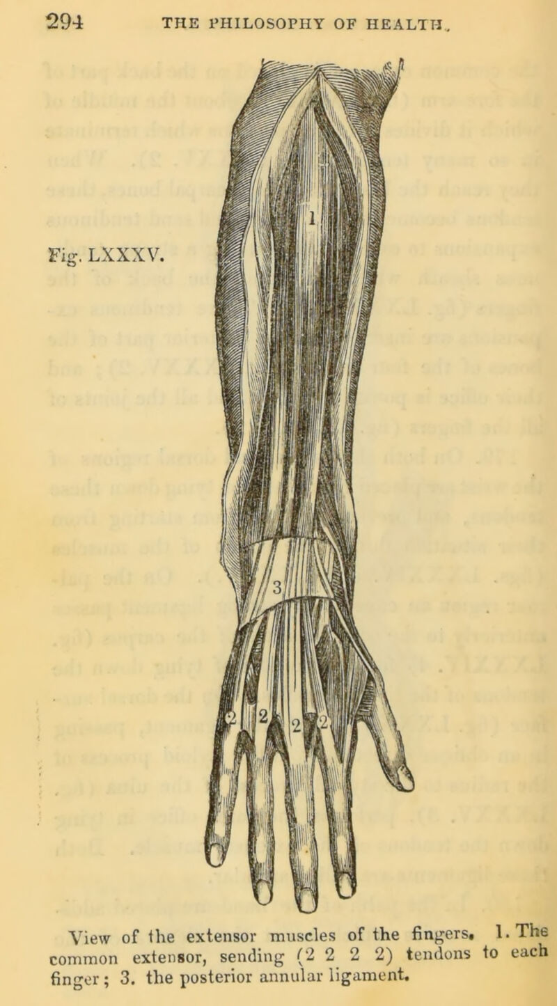 View of the extensor muscles of the fingers, common extensor, sending (2 2 2 2) tendons finger; 3. the posterior annular ligament. 1. The ) each