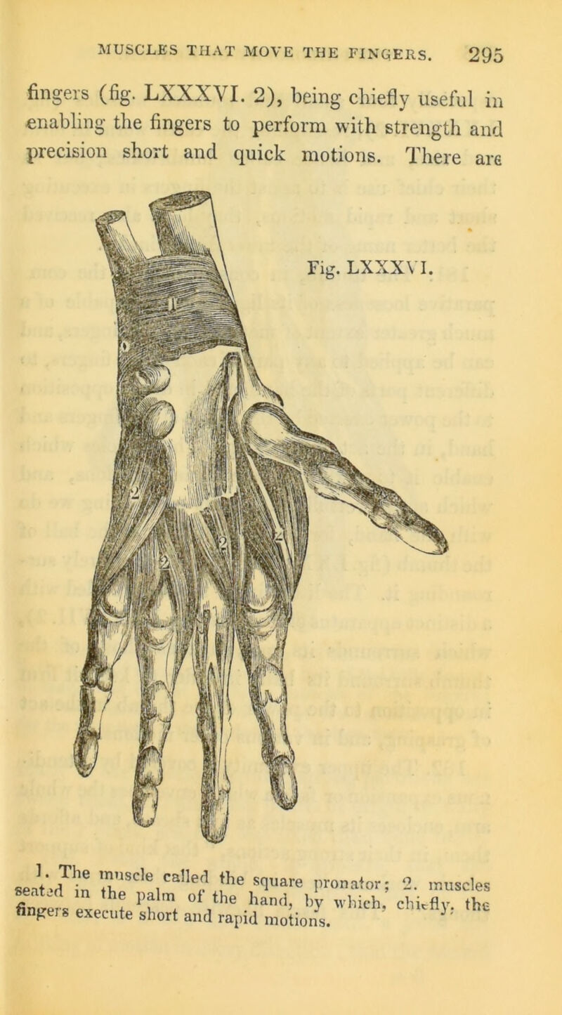 fingers (fig. LXXXVI. 2), being chiefly useful in enabling the fingers to perform with strength and precision short and quick motions. There are 8eat*'<Mn thica^ei? |he square pronator; 2. muscles ^ m the Palm of the hand, by which, chiefly the fingers execute short and rapid motions. };