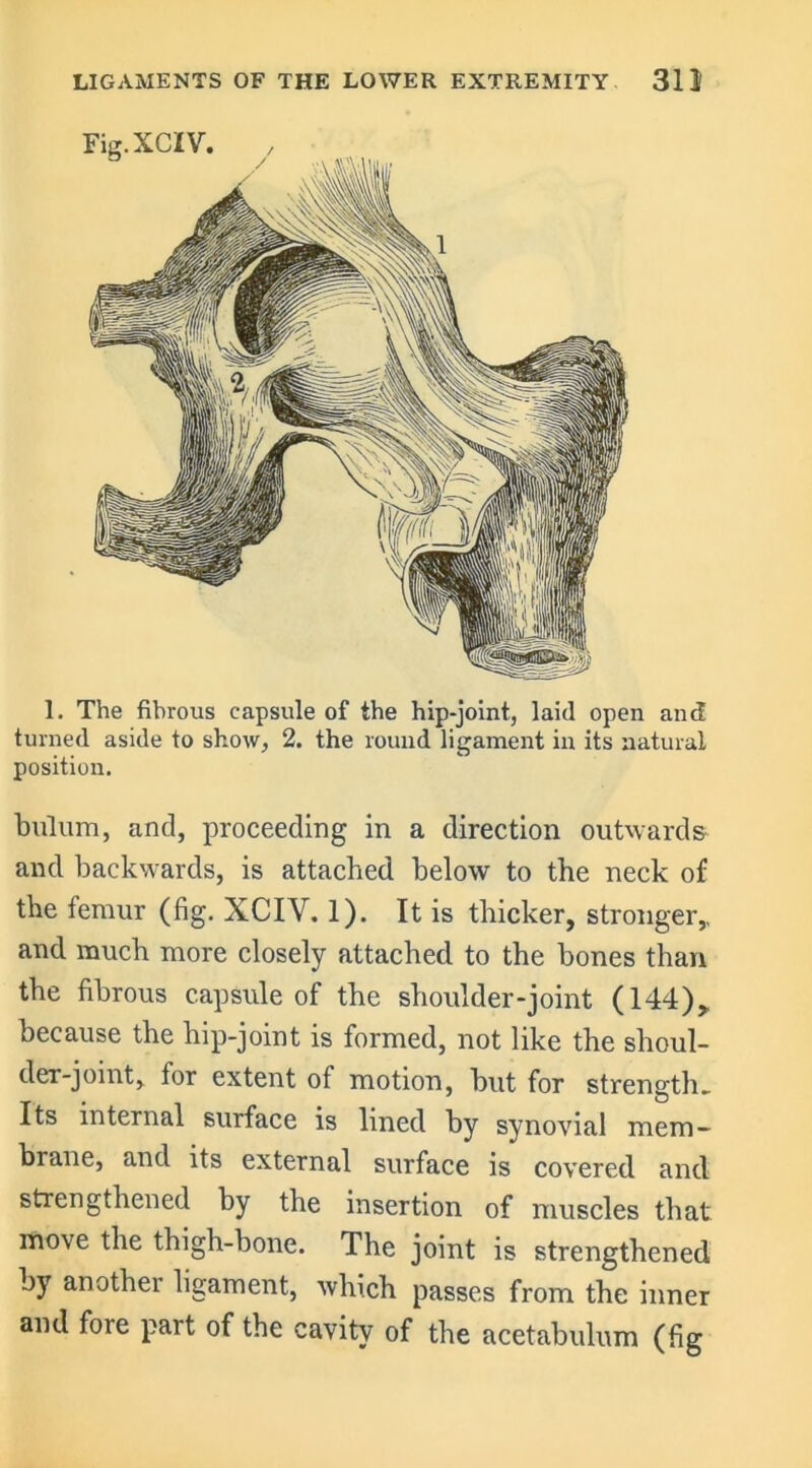 1. The fibrous capsule of the hip-joint, laid open and turned aside to show, 2. the round ligament in its natural position. bulum, and, proceeding in a direction outwards and backwards, is attached below to the neck of the femur (fig. XCIV. 1). It is thicker, stronger,, and much more closely attached to the bones than the fibrous capsule of the shoulder-joint (144),. because the hip-joint is formed, not like the shoul- der-joint, for extent of motion, but for strength. Its internal surface is lined by synovial mem- brane, and its external surface is covered and strengthened by the insertion of muscles that move the thigh-bone. The joint is strengthened by another ligament, which passes from the inner and fore part of the cavity of the acetabulum (fig