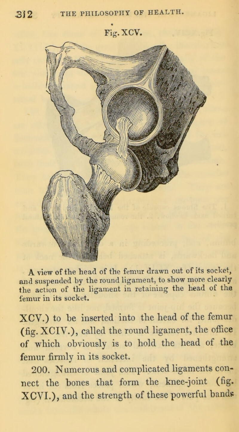 Fig.XCV. A view of the head of the femur drawn out. of its socket, and suspended by the round ligament, to show more clearly the action of the ligament in retaining the head of the lemur in its socket. XCY.) to be inserted into the bead of the femur (fig. XCIV.), called the round ligament, the office of which obviously is to hold the head of the femur firmly in its socket. 200. N umerous and complicated ligaments con- nect the bones that form the knee-joint (fig. XCVI.), and the strength of these powerful bands