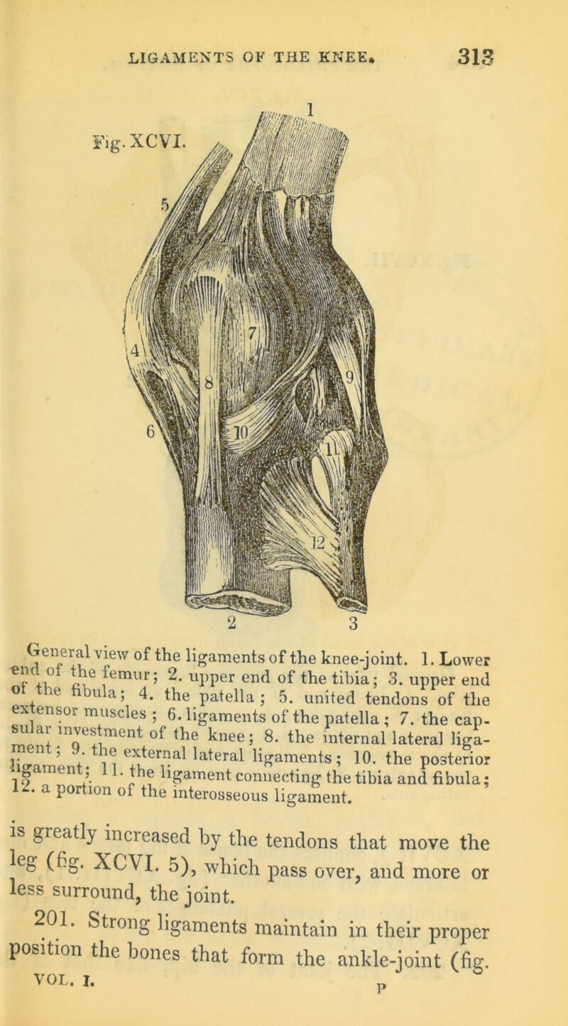 General view of the ligaments of the knee-joint. 1. Lower ° * e femur; 2. upper end of the tibia; 3. upper end o re bula; 4. the patella; 5. united tendons of the extensor muscles ; 6. ligaments of the patella; 7. the cap- mpnl m^estment of the knee; 8. the internal lateral liga- 1- ™ external lateral ligaments; 10. the posterior igament; 11. the ligament connecting the tibia and fibula; 12. a portion of the interosseous ligament. is greatly increased by the tendons that move the leg (fig. XCVI. 5), which pass over, and more or less surround, the joint. 201. Strong ligaments maintain in their proper position the bones that form the ankle-joint (fig. VOL. I.