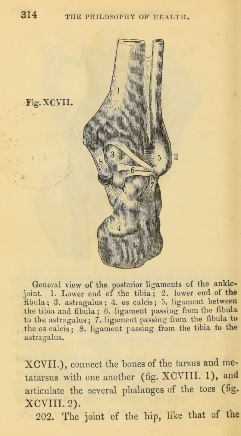 General view of the posterior ligaments of the ankle- joint. 1. Lower end of the tibia; 2. lower end of the fibula; 3. astragalus ; 4. os calcis; 5. ligament between the tibia and fibula ; 6. ligament passing from the fibula to the astragalus; 7. ligament passing from the fibula to the os calcis; 8. ligament passing from the tibia to the astragalus. XCVII.), connect the bones of the tarsus and me- tatarsus with one another (fig. XCVIII. 1), and articulate the several phalanges of the toes (fig. XCVIII. 2). 202. The joint of the hip, like that of the