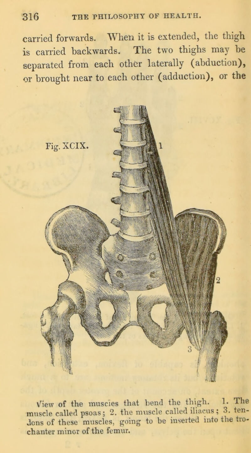 carried forwards. When it is extended, the thigh is carried backwards. The twro thighs may be separated from each othOr laterally (abduction), or brought near to each other (adduction), or the V^iew of the muscles that bend the thigh. 1. The muscle called psoas; 2. the muscle called iliacus; 3. ten- dons of these muscles, going to be inserted into the tro- chanter minor of the femur.