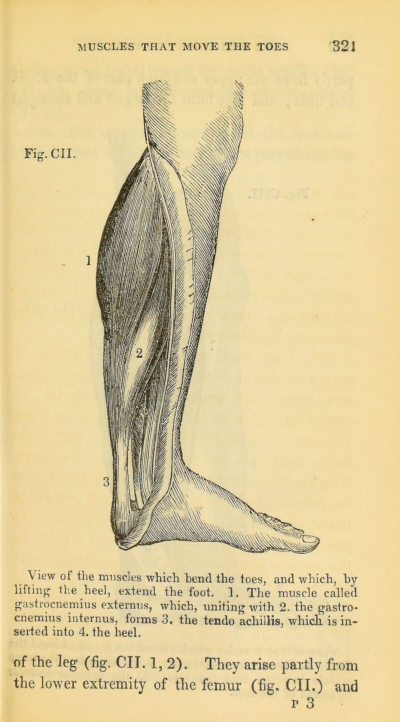 \ iew of the muscles which bend the toes, and which, by lifting the heel, extend the foot. 1. The muscle called gastrocnemius externus, which, uniting with 2. the gastro- cnemius internus, forms 3. the tendo achillis, which is in- serted into 4. the heel. of the leg (fig. CII. 1,2). They arise partly from the lower extremity of the femur (fig. CII.) and r 3