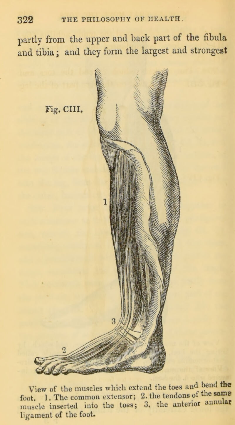 partly from the upper and back part of the fibula and tibia; and they form the largest and strongest View of the muscles which extend the toes and bend the foot. 1. The common extensor; 2. the tendons ofthe sa“e muscle inserted into the to«s; o. the anterior annual ligament of the foot.