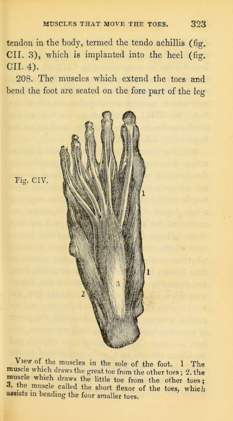 tendon in the body, termed the tendo achillis (fig. CII. 3), which is implanted into the heel (fig. CII. 4). 208. The muscles which extend the toes and bend the foot are seated on the fore part of the leg View of the muscles in the sole of the foot. 1 The muse e which draws the great toe from the other toes; 2. the muse e which draws the little toe from the other toes; * • ? called the short flexor of the toes, which assists m bending the four smaller toes.