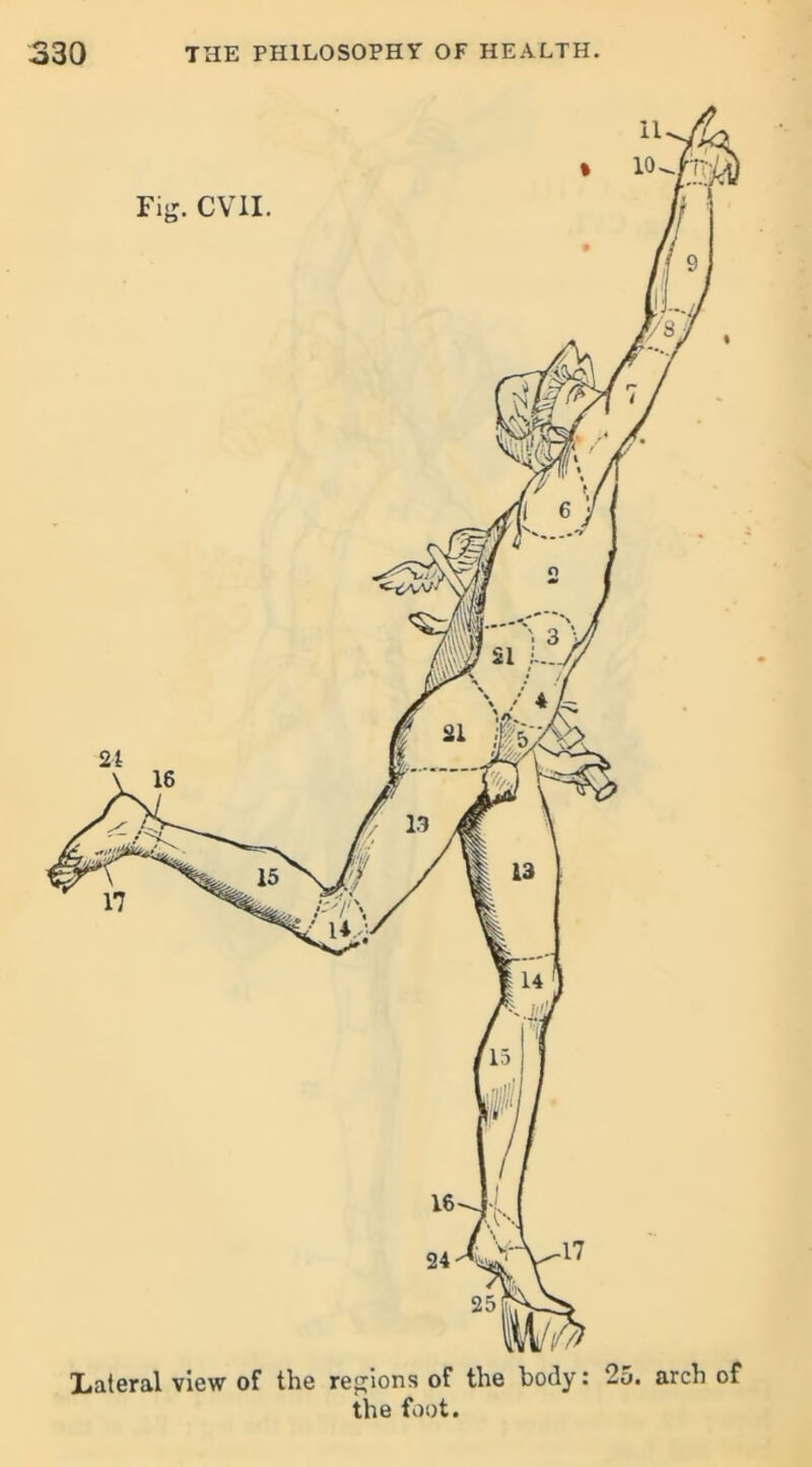 Lateral view of the regions of the body: 25. arch of the foot.