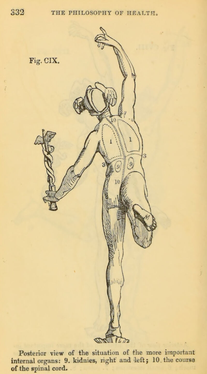 Posterior view of the situation of the more important internal organs: 9. kidnies, right and left; 10. the course of the spinal cord.