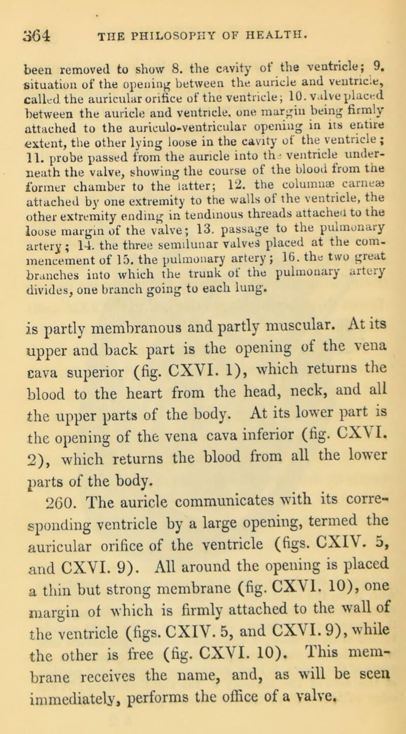 been removed to show 8. the cavity ot the ventricle; 9. situation of the opening between the auricle and ventricle, called, the auricular orifice of the ventricle; 10. valve placed between the auricle and ventricle, one margin being firmly attached to the auriculo-ventricular opening in its entire extent, the other lying loose in the cavity ot the ventricle ; 11. probe passed from the auricle into th' ventricle under- neath the valve, showing the course of the blood from the former chamber to the latter; 12. the columns carneaj attached by one extremity to the walls ot the ventricle, the other extremity ending in tendinous threads attached to the loose margin of the valve; 13. passage to the pulmonary artery; 14. the three semilunar valves placed at the com- mencement of 15. the pulmonary artery; lb. the two great branches into which the trunk ot the pulmonary arteiy divides, one branch going to each lung. j.s partly membranous and partly muscular. At its upper and back part is the opening of the vena cava superior (fig. CXVI. 1), which returns the blood to the heart from the head, neck, and all the upper parts of the body. At its lower part is the opening of the vena cava inferior (fig. CX\ I. 2), which returns the blood from all the lower parts of the body. 260. The auricle communicates with its corre- sponding ventricle by a large opening, termed the auricular orifice of the ventricle (figs. CXI\ . 5, and CXVI. 9). All around the opening is placed a thin but strong membrane (fig. CXVI. 10), one margin of which is firmly attached to the wall of the ventricle (figs. CXIV. 5, and CXVI. 9), while the other is free (fig. CXVI. 10). This mem- brane receives the name, and, as will be seen immediately, performs the office of a valve.