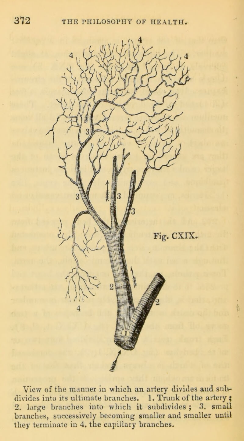 Fig. CXIX. View of the manner in which an artery divides and sub- divides into its ultimate branches. 1. Trunk of the artery ; 2. large branches into which it subdivides ; 3. small branches, successively becoming smaller and smaller until they terminate in 4. the capillary branches.