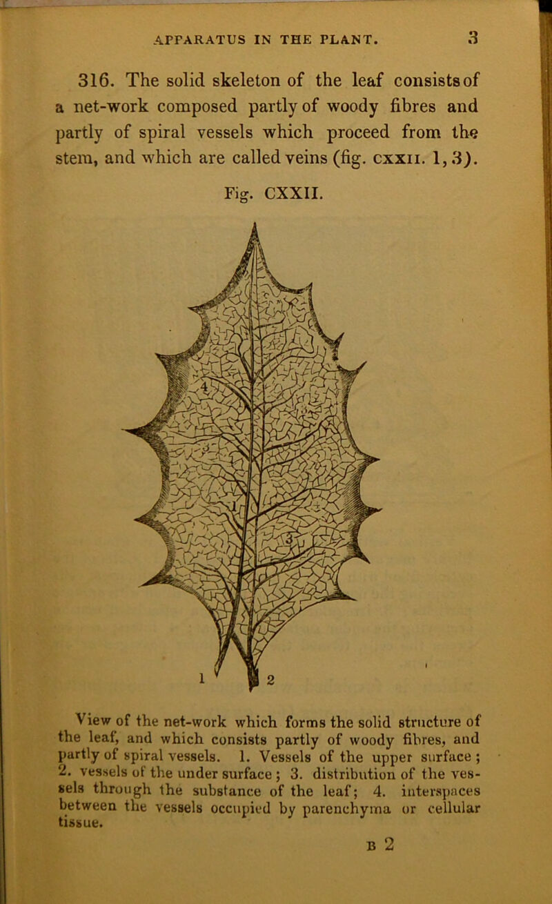 316. The solid skeleton of the leaf consists of a net-work composed partly of woody fibres and partly of spiral vessels which proceed from the stem, and which are called veins (fig. cxxii. 1,3). Fig. CXXII. View of the net-work which forms the solid structure of the leaf, and which consists partly of woody fibres, and partly of spiral vessels. 1. Vessels of the upper surface ; 2. vessels of the under surface ; 3. distribution of the ves- sels through the substance of the leaf; 4. interspaces between the vessels occupied by parenchyma or cellular tissue. B 2 i