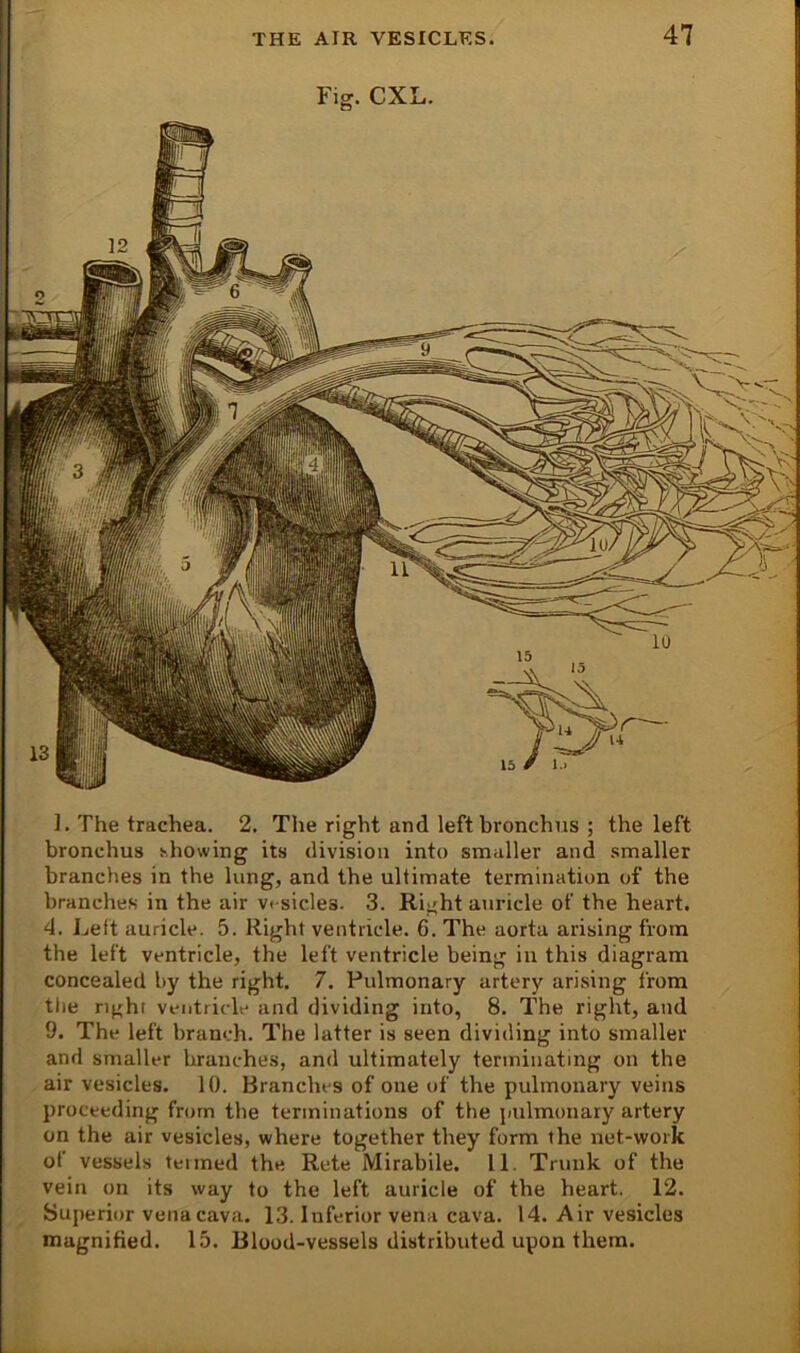 Fig. CXL. ]. The trachea. 2. The right and left bronchus ; the left bronchus >,howing its division into smaller and smaller branches in the lung, and the ultimate termination of the branches in the air v< sicles. 3. Right auricle of the heart. 4. Lett auricle. 5. Right ventricle. 6. The aorta arising from the left ventricle, the left ventricle being in this diagram concealed by the right. 7. Pulmonary artery arising from tlie right ventricle and dividing into, 8. The right, and 9. The left branch. The latter is seen dividing into smaller and smaller branches, and ultimately terminating on the , air vesicles. 10. Branches of one of the pulmonary veins proceeding from the terminations of the pulmonary artery on the air vesicles, where together they form the net-work of vessels termed the Rete Mirabile. 11. Trunk of the vein on its way to the left auricle of the heart. 12. Superior vena cava. 13. Inferior vena cava. 14. Air vesicles magnified. 15. Blood-vessels distributed upon them.