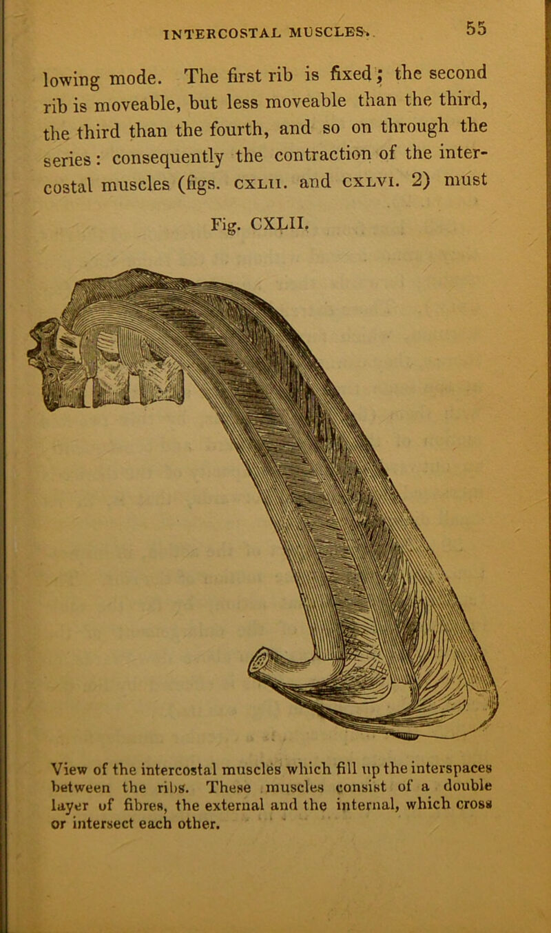 INTERCOSTAL MUSCLES'. lowing mode. The first rib is fixed j tbe second rib is moveable, but less moveable than the third, the third than the fourth, and so on through the series : consequently the contraction of the inter- costal muscles (figs, cxlii. and cxlvi. 2) must Fig. CXLII. View of the intercostal muscles which fill up the interspaces between the ril)S. These muscles consist of a double layer uf fibres, the external and the internal, which cross or intersect each other.