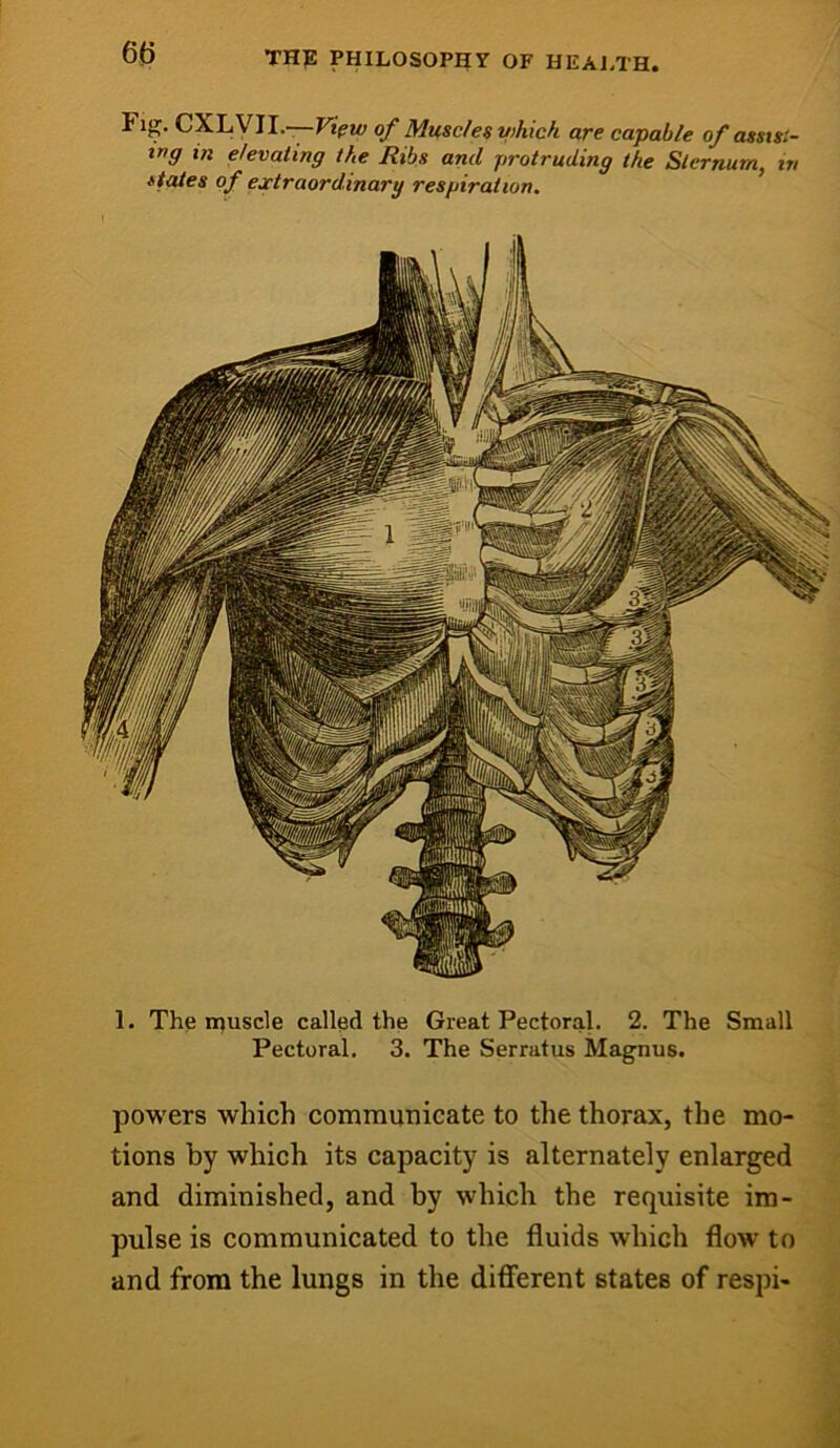 6(j Fig. CXLVII.—F*Vw of Muscles V)hich are capable of asstsi- trg in elevating the Ribs and protruding the Sternum, in states of ejctraordinarg respiration. 1. The muscle called the Great Pectoral. 2. The Small Pectoral. 3. The Serratus Magnus. powers which communicate to the thorax, the mo- tions by which its capacity is alternately enlarged and diminished, and by which the requisite im- pulse is communicated to the fluids which flow to and from the lungs in the different states of respi-