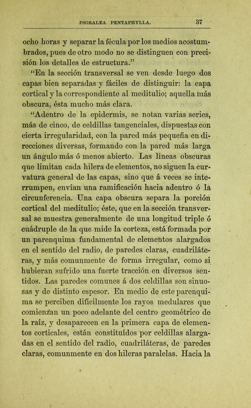 ocho horas y separar la fécula por los medios acostum- brados, pues de otro modo no se distinguen con preci- sión los detalles de estructura.” “En la sección transversal se ven desde luego dos capas bien separadas y fáciles de distinguir: la capa cortical y la correspondiente al meditulio; aquella más obscura, ésta mucho más clara. “Adentro de la epidermis, se notan varias series, más de cinco, de celdillas tangenciales, dispuestas con cierta irregularidad, con la pared más pequeña en di- recciones diversas, formando con la pared más larga un ángulo más ó menos abierto. Las líneas obscuras que limitan cada hilera de elementos, no siguen la cur- vatura general de las capas, sino que á veces se inte- rrumpen, envían una ramificación hacia adentro ó la circunferencia. Una capa obscura separada porción cortical del meditulio; éste, que en la sección transver- sal se muestra generalmente de una longitud triple ó cuádruple de la que mide la corteza, está formada por un parenquima fundamental de elementos alargados en el sentido del radio, de paredes claras, cuadriláte- ras, y más comunmente de forma irregular, como si hubieran sufrido una fuerte tracción en diversos sen- tidos. Las paredes comunes á dos celdillas son sinuo- sas y de distinto espesor. En medio de este parenqui- ma se perciben difícilmente los rayos medulares que comienzan un poco adelante del centro geométrico de la raíz, y desaparecen en la primera capa de elemen- tos corticales, están constituidos por celdillas alarga- das en el sentido del radio, cuadriláteras, de paredes claras, comunmente en dos hileras paralelas. Hacia la