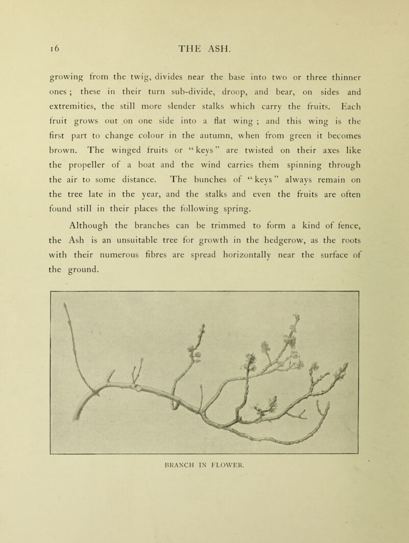 growing from the twig, divides near the base into two or three thinner ones ; these in their turn sub-divide, droop, and bear, on sides and extremities, the still more slender stalks which carry the fruits. Each fruit grows out on one side into a flat wing ; and this wing is the first part to change colour in the autumn, when from green it becomes brown. The winged fruits or “ keys ” are twisted on their axes like the propeller of a boat and the wind carries them spinning through the air to some distance. The bunches of “ keys ” always remain on the tree late in the year, and the stalks and even the fruits are often found still in their places the following spring. Although the branches can be trimmed to form a kind of fence, the Ash is an unsuitable tree for growth in the hedgerow, as the roots with their numerous fibres are spread horizontally near the surface of the ground. BRANCH IN FLOWER.