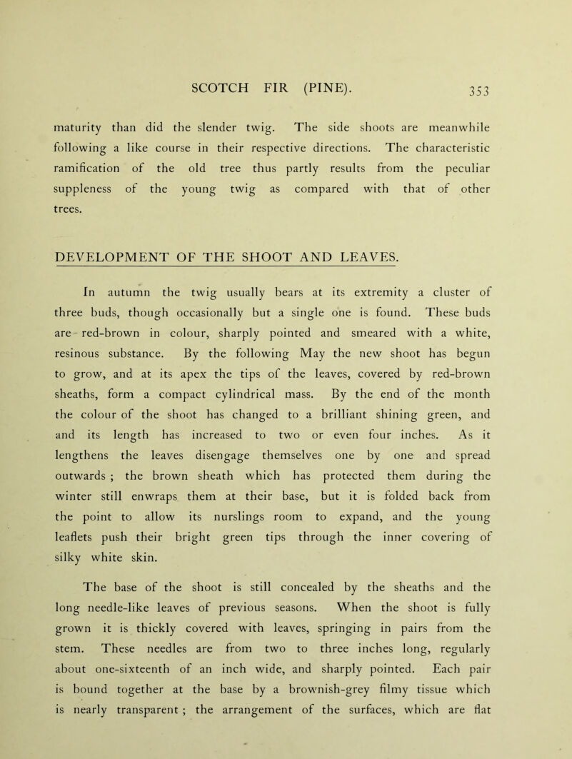 maturity than did the slender twig. The side shoots are meanwhile following a like course in their respective directions. The characteristic ramification of the old tree thus partly results from the peculiar suppleness of the young twig as compared with that of other trees. DEVELOPMENT OF THE SHOOT AND LEAVES. In autumn the twig usually bears at its extremity a cluster of three buds, though occasionally but a single one is found. These buds are red-brown in colour, sharply pointed and smeared with a white, resinous substance. By the following May the new shoot has begun to grow, and at its apex the tips of the leaves, covered by red-brown sheaths, form a compact cylindrical mass. By the end of the month the colour of the shoot has changed to a brilliant shining green, and and its length has increased to two or even four inches. As it lengthens the leaves disengage themselves one by one and spread outwards ; the brown sheath which has protected them during the winter still enwraps them at their base, but it is folded back from the point to allow its nurslings room to expand, and the young leaflets push their bright green tips through the inner covering of silky white skin. The base of the shoot is still concealed by the sheaths and the long needle-like leaves of previous seasons. When the shoot is fully grown it is thickly covered with leaves, springing in pairs from the stem. These needles are from two to three inches long, regularly about one-sixteenth of an inch wide, and sharply pointed. Each pair is bound together at the base by a brownish-grey filmy tissue which is nearly transparent ; the arrangement of the surfaces, which are flat