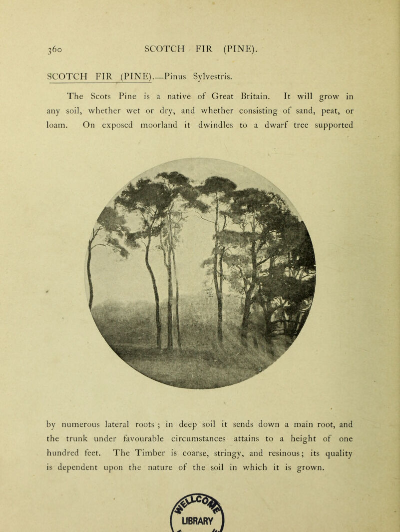 SCOTCH FIR (PINE) Pinus Sylvestris. The Scots Pine is a native of Great Britain. It will grow in any soil, whether wet or dry, and whether consisting of sand, peat, or loam. On exposed moorland it dwindles to a dwarf tree supported by numerous lateral roots ; in deep soil it sends down a main root, and the trunk under favourable circumstances attains to a height of one hundred feet. The Timber is coarse, stringy, and resinous; its quality is dependent upon the nature of the soil in which it is grown.