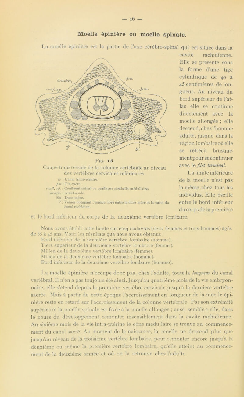 Moelle épinière ou moelle spinale. La moelle épinière est la partie de l’axe cérébro-spinal qui est située dans la cavité rachidienne. Elle se présente sous la forme d’une tige cylindrique de 40 à 45 centimètres de lon- gueur. Au niveau du bord supérieur de l’at- las elle se continue directement avec la moelle allongée ; elle descend, chez l’homme adulte, jusque dans la région lombaire où elle se rétrécit brusque- ment pour se continuer avec le filet terminal. La limite inférieure de la moelle n’est pas la même chez tous les individus. Elle oscille entre le bord inférieur du corps de la première lombaire. Fig. 15. Coupe transversale de la colonne vertébrale au niveau des vertèbres cervicales inférieures. tr : Canal transversaire. ptn : Pie-mère. confl, sp. : Confluent spinal ou confluent cérébello-médullaire. arach. : Arachnoïde. dm : Dure-mère. V : A'eines occupant l’espace libre entre la dure-mère et la paroi du canal rachidien. et le bord inférieur du corps de la deuxième vertèbre Nous avons établi cette limite sur cinq cadavres (deux femmes et trois hommes) âgés de 35 à 45 ans. Voici les résultats que nous avons obtenus : Bord inférieur de la première vertèbre lombaire (homme). Tiers supérieur de la deuxième vertèbre lombaire (femme). Milieu de la deuxième vertèbre lombaire (femme). Milieu de la deuxième vertèbre lombaire (homme). Bord inférieur de la deuxième vertèbre lombaire (homme). La moelle épinière n’occupe donc pas, chez l’adulte, toute la longueur du canal vertébral. Il n’en a pas toujours été ainsi. Jusqu’au quatrième mois de la vie embryon- naire, elle s’étend depuis la première vertèbre cervicale jusqu’à la dernière vertèbre sacrée. Mais à partir de cette époque l’accroissement en longueur de la moelle épi- nière reste en retard sur l’accroissement de la colonne vertébrale. Par son extrémité supérieure la moelle spinale est fixée à la moelle allongée ; aussi semble-t-elle, dans le cours du développement, remonter insensiblement dans la cavité rachidienne. Au sixième mois de la vie intra-utérine le cône médullaire se trouve au commence- ment du canal sacré. Au moment de la naissance, la moelle ne descend plus que jusqu’au niveau de la troisième vertèbre lombaire, pour remonter encore jusqu’à la deuxième ou même la première vertèbre lombaire, qu’elle atteint au commence- ment de la deuxième année et où on la retrouve chez l’adulte.