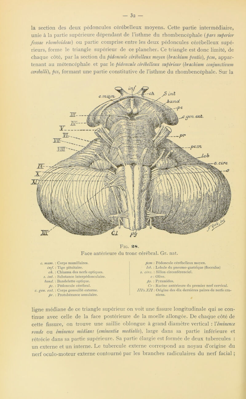 la section des deux pédoncules cérébelleux moyens. Cette partie intermédiaire, unie à la partie supérieure dépendant de l’isthme du rhombencéphale (pars superior fossae rhomboideae) ou partie comprise entre les deux pédoncules cérébelleux supé- rieurs, forme le triangle supérieur de ce plancher. Ce triangle est donc limité, de chaque côté, par la section du pédoncule cérébelleux moyen {brachium pontis), pcm, appar- tenant au métencéphale et par le pédoncule cérébelleux supérieur {brachium conjunctivum cerebelli), pcs, formant une partie constitutive de l’isthme du rhombencéphale. Sur la —*c/i £ cnt. A un ci r-pc ^ctjtentxb. Fig. £8. Face antérieure du tronc cérébral. Gr. nat. c. mavi. : Corps mamillaires. inf. : Tige pituitaire. ch. : Chiasma des nerfs optiques. s. int. : Substance interpédonculaire. band. : Bandelette optique. pc. : Pédoncule cérébral. c. gen. ext. : Corps genouillé externe. pr. : Protubérance annulaire. pcm : Pédoncule cérébelleux moyen. lob. : Lobule du pneumo-gastrique (flocculus) s. cire. : Sillon circonférenciel. o : Olive. py. : Pyramides. Co : Racine antérieure du premier nerf cervical, ///à XII : Origine des dix dernières paires de nerfs crâ- niens. ligne médiane de ce triangle supérieur on voit une fissure longitudinale qui se con- tinue avec celle de la face postérieure de la moelle allongée. De chaque côté de cette fissure, on trouve une saillie oblongue à grand diamètre vertical : Y éminence ronde ou éminence médiane {eminentia medialis), large dans sa partie inférieure et rétrécie dans sa partie supérieure. Sa partie élargie est formée de deux tubercules : un externe et un interne. Le tubercule externe correspond au noyau d’origine du nerf oculo-moteur externe contourné par les branches radiculaires du nerf facial ;