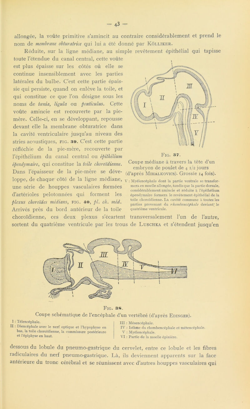 allongée, la voûte primitive s’amincit au contraire considérablement et prend le nom de membrane obturatrice qui lui a été donné par Kôlliker. Réduite, sur la ligne médiane, au simple revêtement épithélial qui tapisse toute l’étendue du canal central, cette voûte ( est plus épaisse sur les côtés oû elle se continue insensiblement avec les parties latérales du bulbe. C’est cette partie épais- sie qui persiste, quand on enlève la toile, et qui constitue ce que l’on désigne sous les noms de tœnia, ligula ou ponticulus. Cette voûte amincie est recouverte par la pie- mère. Celle-ci, en se développant, repousse devant elle la membrane obturatrice dans la cavité ventriculaire jusqu’au niveau des stries acoustiques, fig. 39. C’est cette partie réfléchie de la pie-mère, recouverte par l’épithélium du canal central ou épithélium èpendymaire, qui constitue la toile choroïdienne. Dans l’épaisseur de la pie-mère se déve- loppe, de chaque côté de la ligne médiane, une série de houppes vasculaires formées d’artérioles pelotonnées qui forment les plexus choroïdes médians, fig. 40, pl. ch. mêd. Arrivés près du bord antérieur de la toile choroïdienne, ces deux plexus s’écartent transversalement l’un de l’autre, sortent du quatrième ventricule par les trous de Luschka et s’étendent jusqu’en Fig. 37. Coupe médiane à travers la tête d’un embryon de poulet de 4 1/2 jours (d’après Mihalkovics). Grossie 14 fois). V : Myélencéphale dont la partie ventrale se transfor- mera en moelle allongée, tandis que la partie dorsale, considérablement amincie et réduite à l’épithélium èpendymaire formera le revêtement épithélial de la toile choroïdienne. La cavité commune à toutes les parties provenant du rhombencêfihale devient* le quatrième ventricule. Fig. 38. Coupe schématique de l’encéphale d’un vertébré (d’après Edinger). 1 : Télencéphale. II : Diencéphale avec le nerf optique et l’hypophyse en bas, la toile choroïdienne, la commissure postérieure et l’épiphyse en haut. III : Mésencépliale. IV : Isthme du rhombencéphale et métencéphale. V : Myélencéphale. VI : Partie de la moelle épinière. dessous du lobule du pneumo-gastrique du cervelet, entre ce lobule et les fibres ladiculaires du nerf pneumo-gastrique. Là, ils deviennent apparents sur la face antérieure du tronc cérébral et se réunissent avec d’autres houppes vasculaires qui