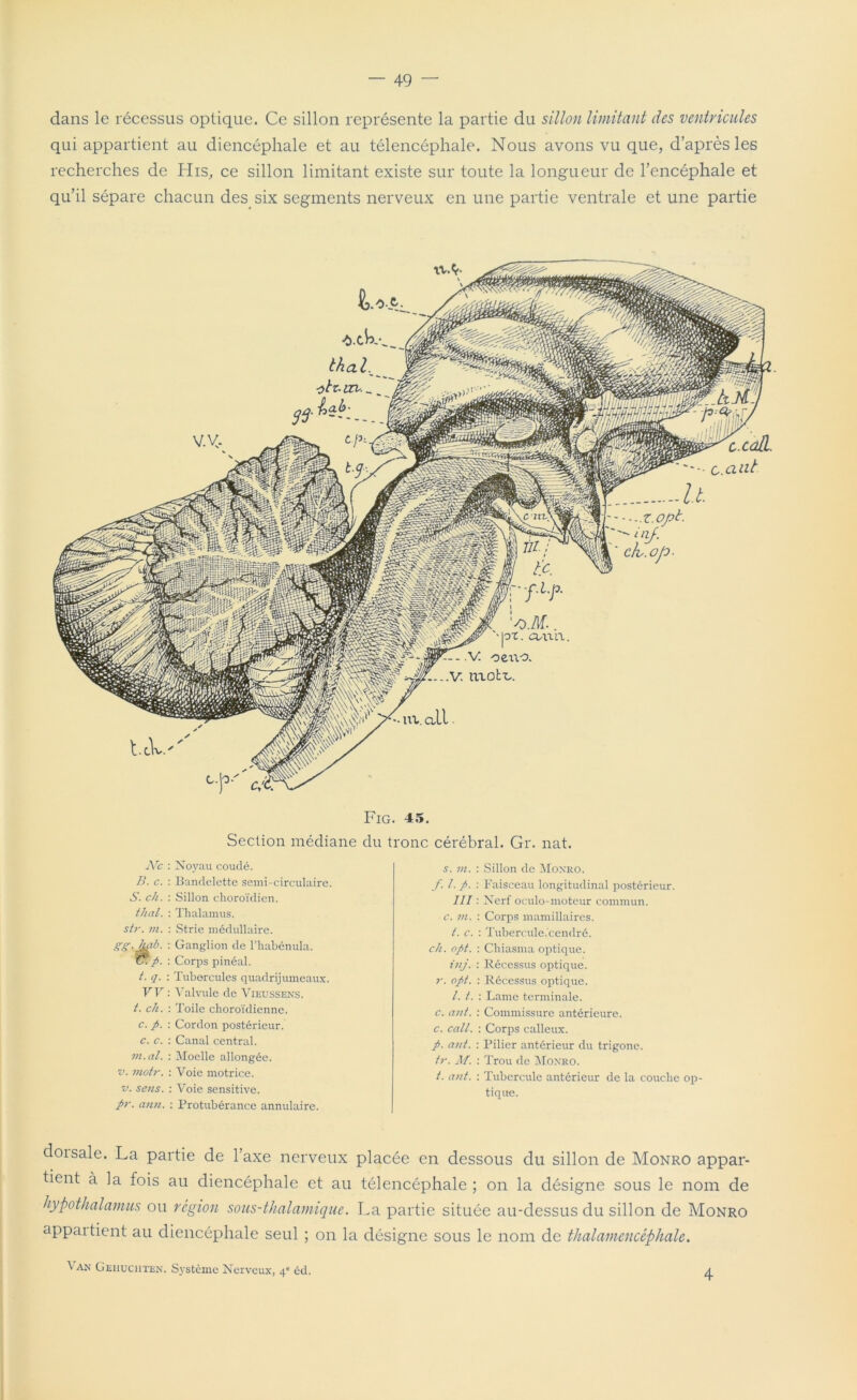 dans le récessus optique. Ce sillon représente la partie du sillon limitant des ventricules qui appartient au diencéphale et au télencéphale. Nous avons vu que, d’après les recherches de His, ce sillon limitant existe sur toute la longueur de l’encéphale et qu’il sépare chacun des six segments nerveux en une partie ventrale et une partie Fig. 45. Section médiane du tronc cérébral. Gr. nat. Ne : Noyau coudé. B. c. : Bandelette semi-circulaire. S. ch. : Sillon choroïdien. thaï. : Thalamus. sir. m. : Strie médullaire. gg. J&b. : Ganglion de l’habénula. fi. : Corps pinéal. t. q. : Tubercules quadrijumeaux. VV : Valvule de Vieussens. t. ch. : Toile choroïdienne. c. fi. : Cordon postérieur. c. c. : Canal central. m. al. : Moelle allongée. v. inotr. : Voie motrice. v. sens. : Voie sensitive. fir. ann. : Protubérance annulaire. s. m. : Sillon de Monro. f. I. fi. : Faisceau longitudinal postérieur. III : Nerf oculo-moteur commun. c. in. : Corps mamillaires. t. c. : Tubercule.'cendré. ch. ofit. : Chiasma optique. inj. : Récessus optique. r. ofit. : Récessus optique. I. t. : Lame terminale. c. an/. : Commissure antérieure. c. call. : Corps calleux. fi. ant. : Pilier antérieur du trigone. tr. M. : Trou de Monro. t. ant. : Tubercule antérieur de la couche op- tique. doisale. La partie de l’axe nerveux placée en dessous du sillon de Monro appar- tient à la fois au diencéphale et au télencéphale ; on la désigne sous le nom de hypothalamus ou région sous-thalamique. La partie située au-dessus du sillon de Monro appai tient au diencéphale seul ; on la désigne sous le nom de thalamencéphale. Van Gehuchten. Système Nerveux, 4' éd. 4