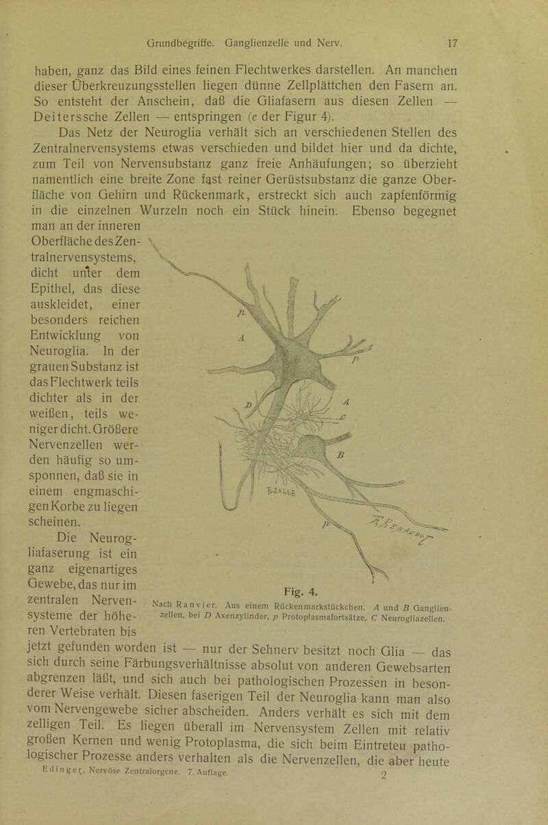 haben, ganz das Bild eines feinen Flechtwerkes darstellen. An manchen dieser Überkreuzungsstellen liegen dünne Zellplättchen den Fasern an. So entsteht der Anschein, daß die Gliafasern aus diesen Zellen Deiterssche Zellen — entspringen (c der Figur 4). Das Netz der Neuroglia verhält sich an verschiedenen Stellen des Zentralnervensystems etwas verschieden und bildet hier und da dichte, zum Teil von Nervensubstanz ganz freie Anhäufungen; so überzieht namentlich eine breite Zone fast reiner Gerüstsnbstanz die ganze Ober- fläche von Gehirn und Rückenmark, erstreckt sich auch zapfenförmig in die einzelnen Wurzeln noch ein Stück hinein. Ebenso begegnet man an der inneren Oberfläche desZen- tralnervensystems, dicht unler dem Epithel, das diese auskleidet, einer besonders reichen Entwicklung von Neuroglia. In der grauen Substanz ist das Flechtwerk teils dichter als in der weißen, teils we- niger dicht. Größere Nervenzellen wer- den häufig so um- sponnen, daß sie in einem engmaschi- gen Korbe zu liegen scheinen. Die Neurog- liafaserung ist ein ganz eigenartiges Gewebe, das nur im zentralen Nerven- systeme der höhe- ren Vertebraten bis Fig. 4. Nach Ran vier. Aus einem Rückenmarkstückchen. A und B Ganglien- zellen, bei D Axenzylinder, p Protoplasmafortsatze, C Neurogliazellen. jetzt gefunden worden ist — nur der Sehnerv besitzt noch Glia — das sich durch seine Färbungsverhältnisse absolut von anderen Gewebsarten abgrenzen läßt, und sich auch bei pathologischen Prozessen in beson- derer Weise verhält. Diesen faserigen Teil der Neuroglia kann man also vom Nervengewebe sicher abscheiden. Anders verhält es sich mit dem zeitigen Teil. Es liegen überall im Nervensystem Zellen mit relativ großen Kernen und wenig Protoplasma, die sich beim Eintreteu patho- logischer Prozesse anders verhalten als die Nervenzellen, die aber heute Edinger, Nervöse Zentralorgcne. 7. Auflage. 9