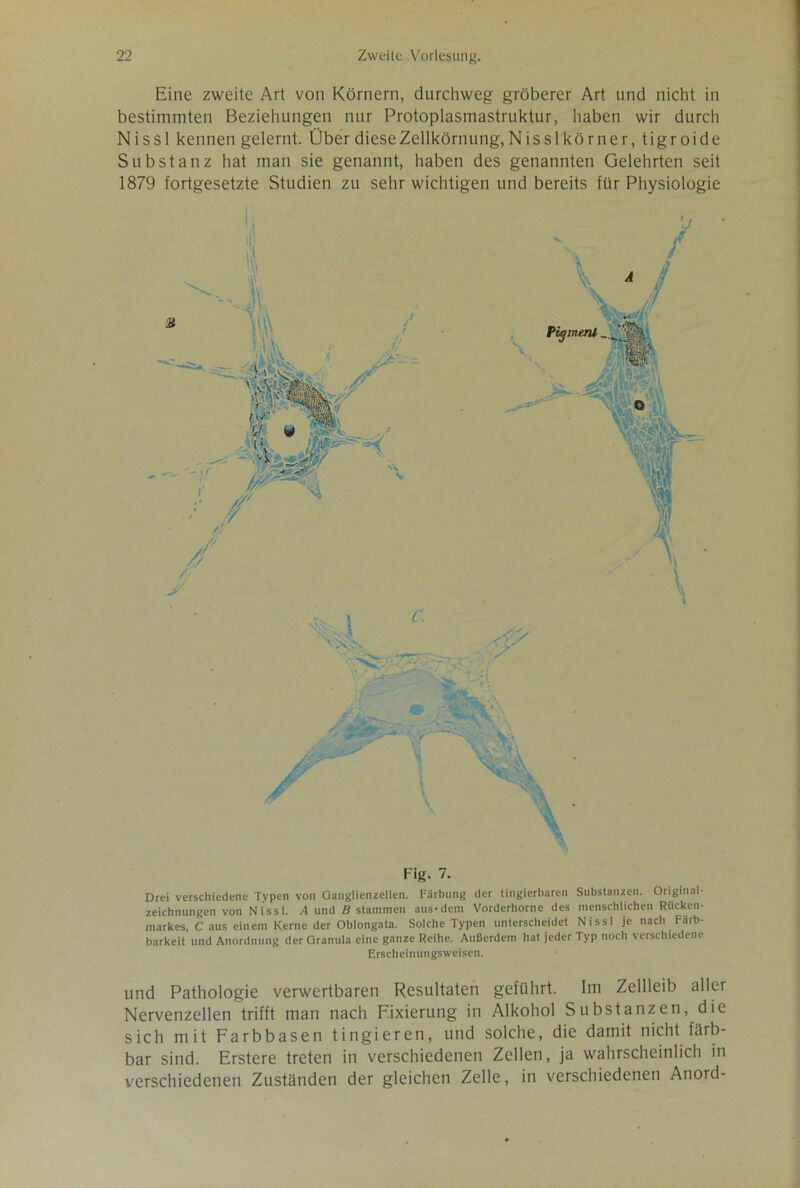 Eine zweite Art von Körnern, durchweg gröberer Art und nicht in bestimmten Beziehungen nur Protoplasmastruktur, haben wir durch N i s S1 kennen gelernt. Über diese Zellkörnung, Nisslkörner, tigroide Substanz hat man sie genannt, haben des genannten Gelehrten seit 1879 fortgesetzte Studien zu sehr wichtigen und bereits für Physiologie Fig. 7. Drei verschiedene Typen von Ganglienzellen. Färbung der tingierbaren Substanzen. Original- zeichnungen von Nissl. A und B stammen aus-dem Vorderhorne des menschlichen Rücken- markes, C aus einem Kerne der Oblongata. Solche Typen unterscheidet Nissl je nach Färb- barkeit und Anordnung der Granula eine ganze Reihe. Außerdem hat jeder Typ noch verschiedene Erscheinungsweisen. und Pathologie verwertbaren Resultaten geführt. Im Zellleib aller Nervenzellen trifft man nach Fixierung in Alkohol Substanzen, die sich mit Farbbasen tingieren, und solche, die damit nicht färb- bar sind. Erstere treten in verschiedenen Zellen, ja wahrscheinlich in verschiedenen Zuständen der gleichen Zelle, in verschiedenen Anord-